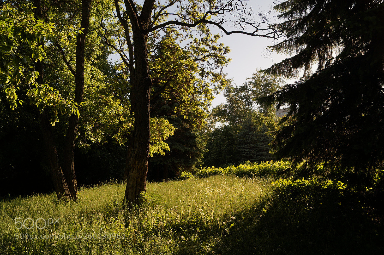 Sony SLT-A58 sample photo. Park trees sunlight photography