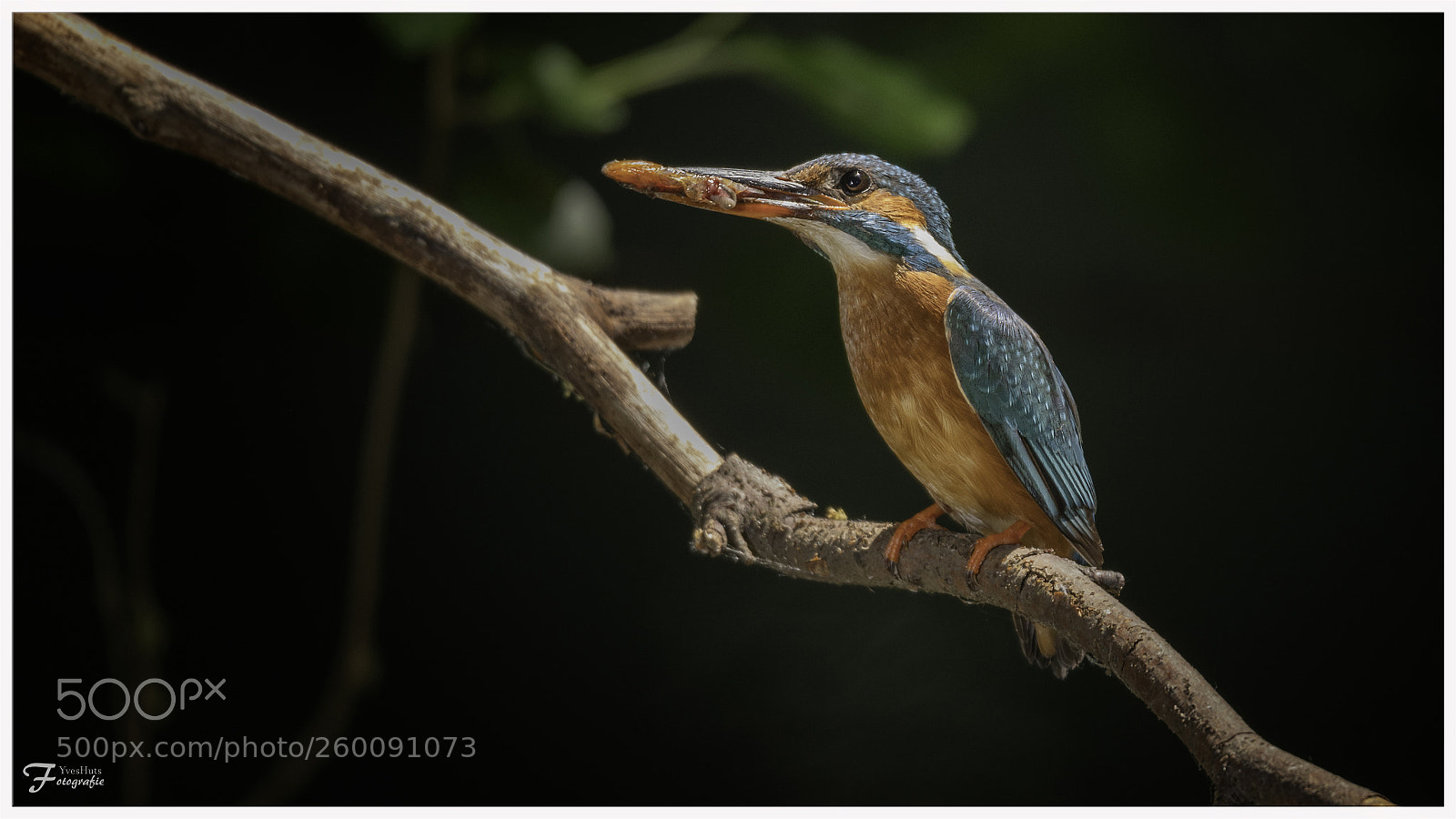 Nikon D850 sample photo. Kingfisher - ijsvogel photography