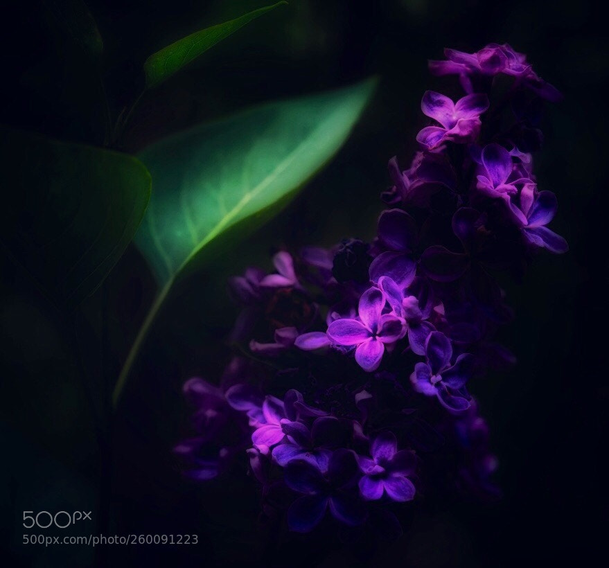 Sony a7 II sample photo. Michigan lilac photography