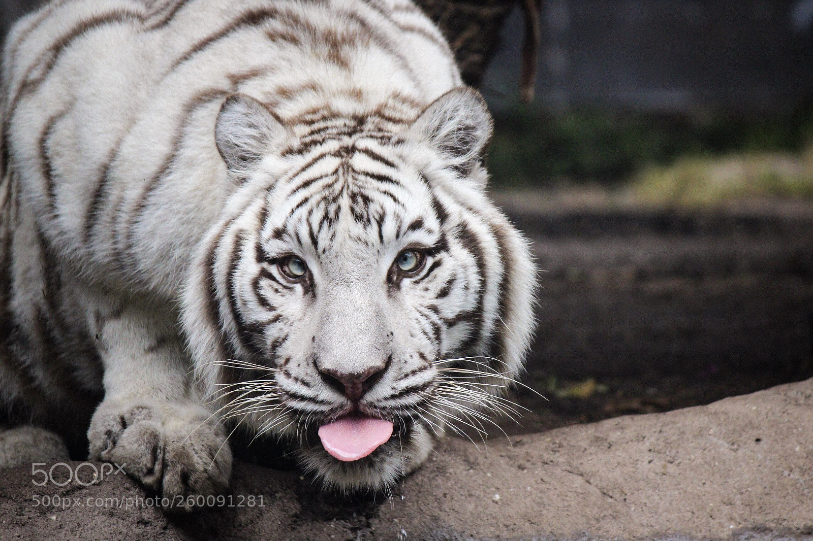 Canon EOS 600D (Rebel EOS T3i / EOS Kiss X5) sample photo. White tiger, bush gardens photography
