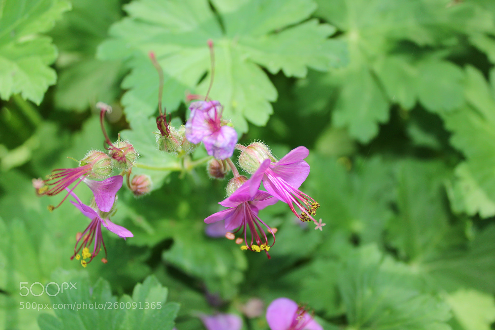 Canon EOS 1300D (EOS Rebel T6 / EOS Kiss X80) sample photo. Pink flower photography