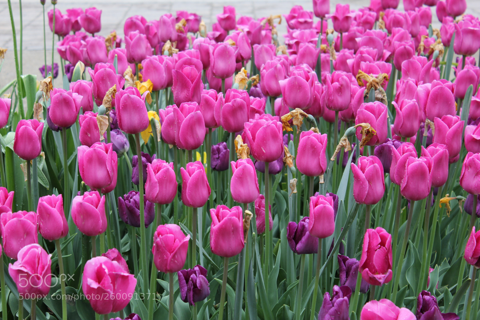 Canon EOS 550D (EOS Rebel T2i / EOS Kiss X4) sample photo. Tulips edward's gardens toronto photography