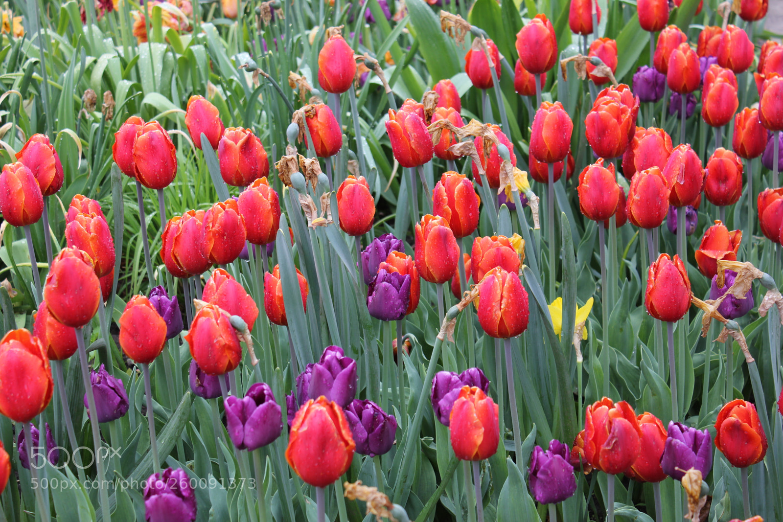 Canon EOS 550D (EOS Rebel T2i / EOS Kiss X4) sample photo. Tulips edward's gardens toronto photography