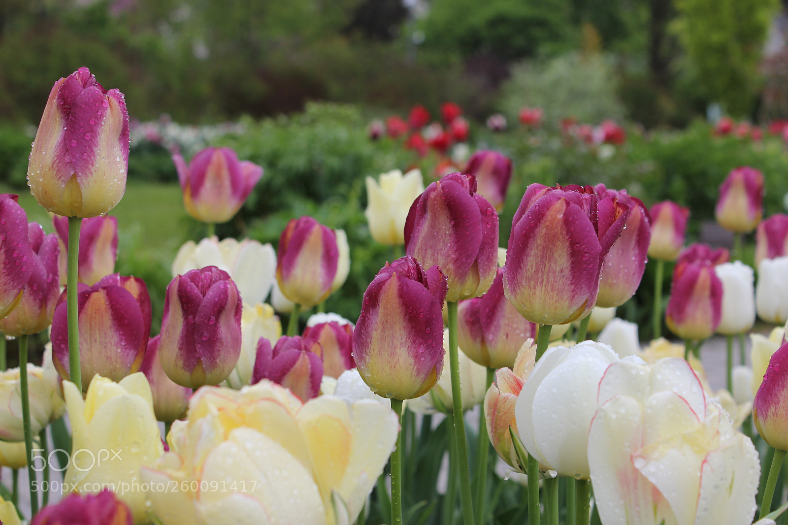 Canon EOS 550D (EOS Rebel T2i / EOS Kiss X4) sample photo. Tulips edward's gardens toronto photography