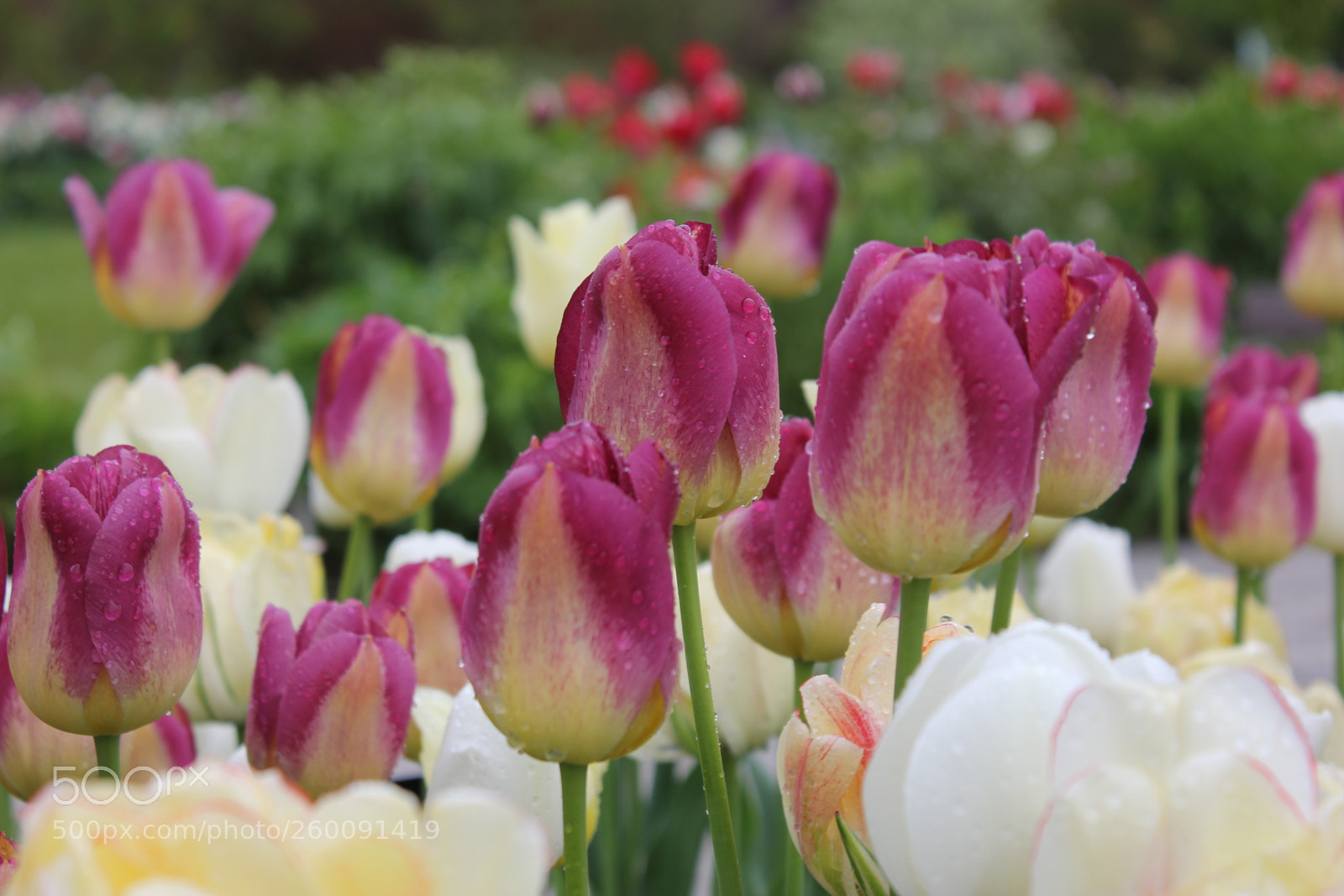 Canon EOS 550D (EOS Rebel T2i / EOS Kiss X4) sample photo. Tulips edward's gardens toronto photography