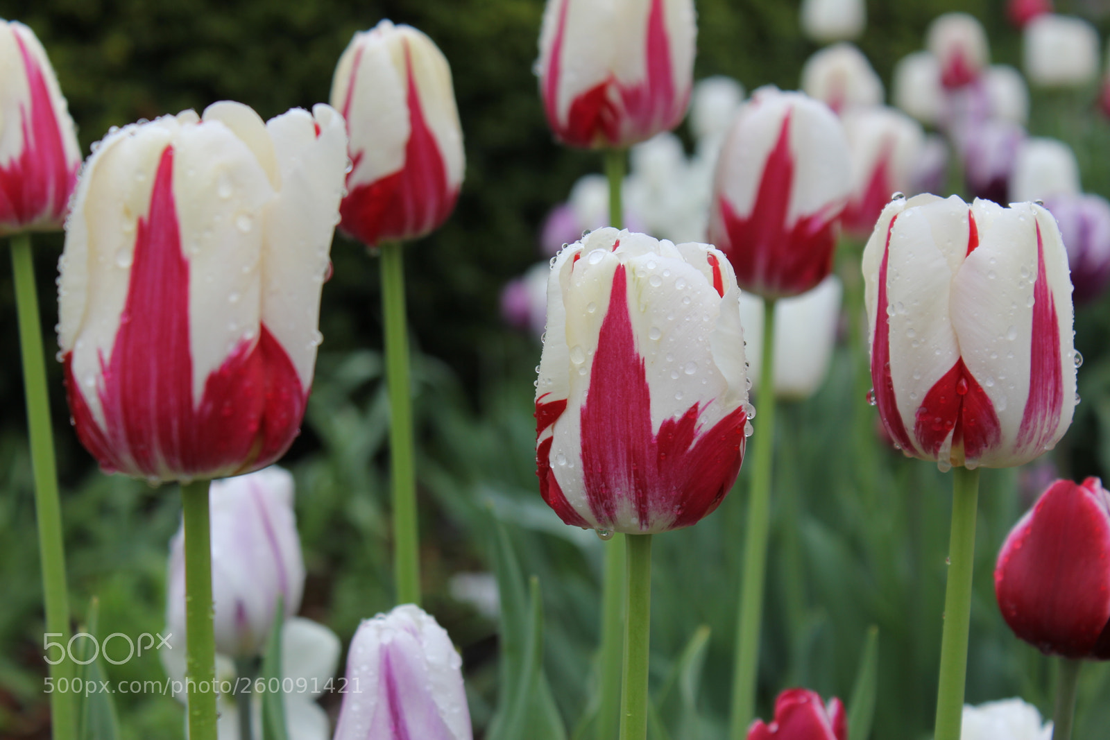 Canon EOS 550D (EOS Rebel T2i / EOS Kiss X4) sample photo. Tulips edward's gardens toronto photography