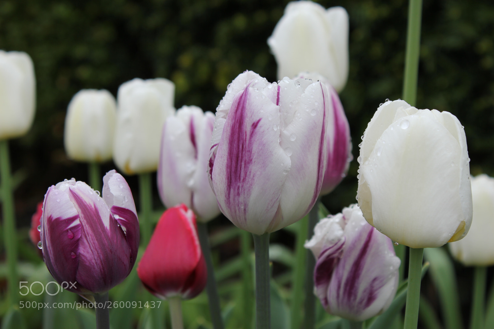 Canon EOS 550D (EOS Rebel T2i / EOS Kiss X4) sample photo. Tulips edward's gardens toronto photography
