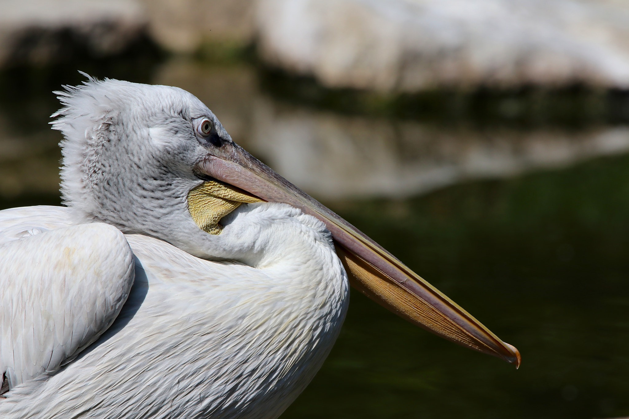 Sigma 150-600mm F5-6.3 DG OS HSM | C sample photo. Pink-backed pelican photography