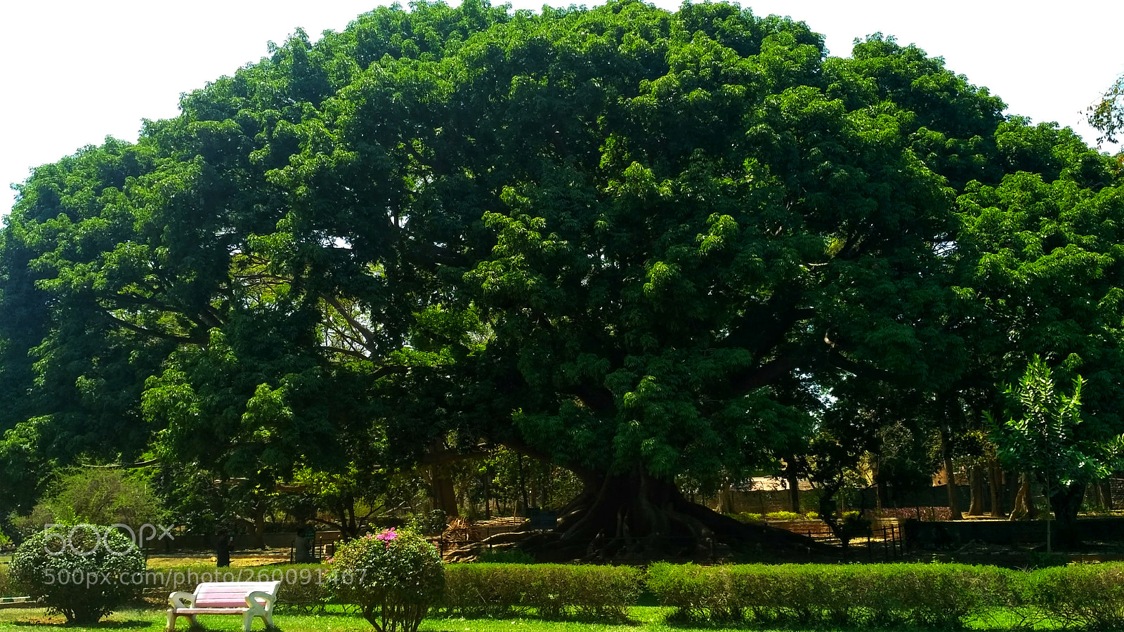 Xiaomi Redmi 3S sample photo. The speaking tree photography