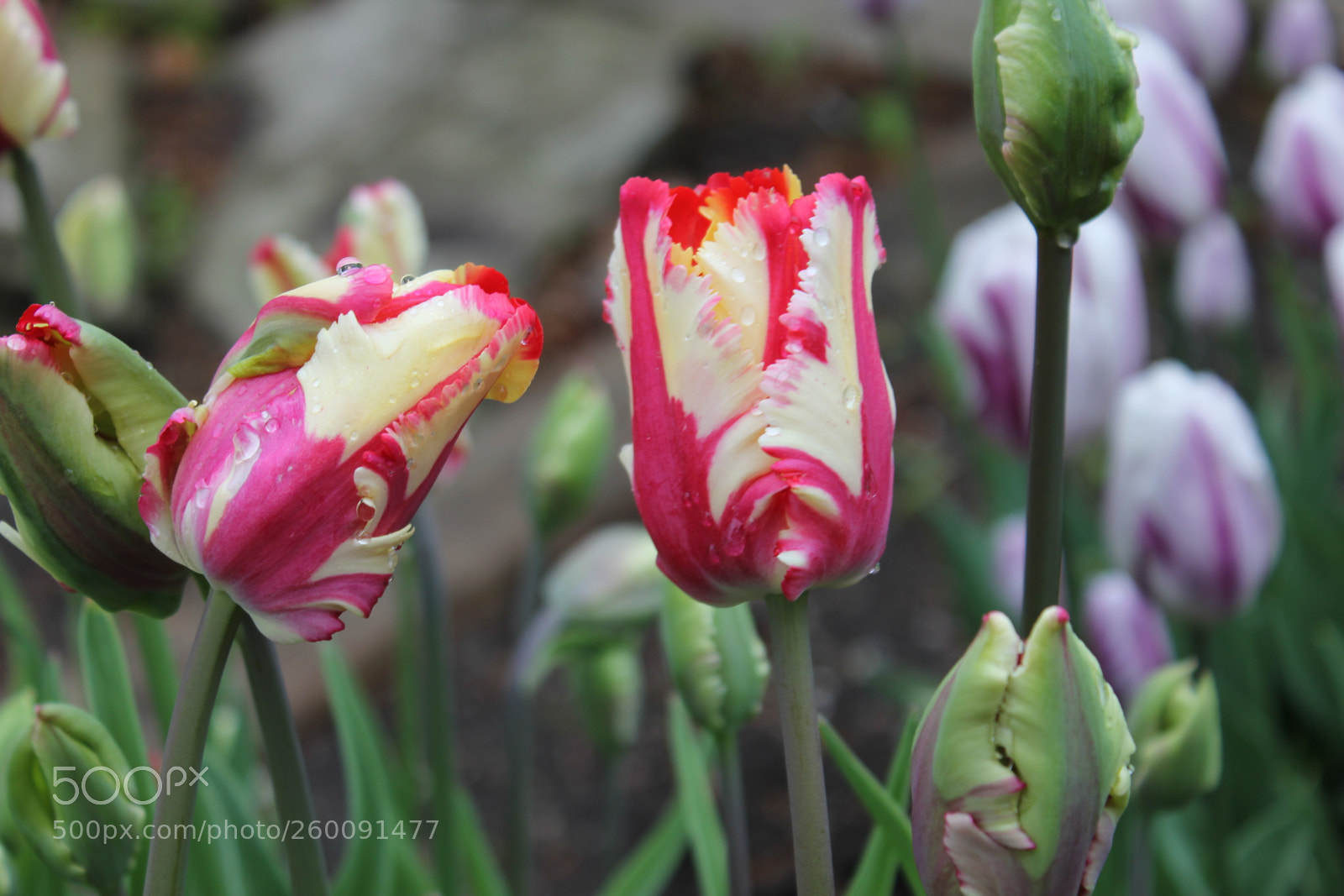 Canon EOS 550D (EOS Rebel T2i / EOS Kiss X4) sample photo. Tulips edward's gardens toronto photography