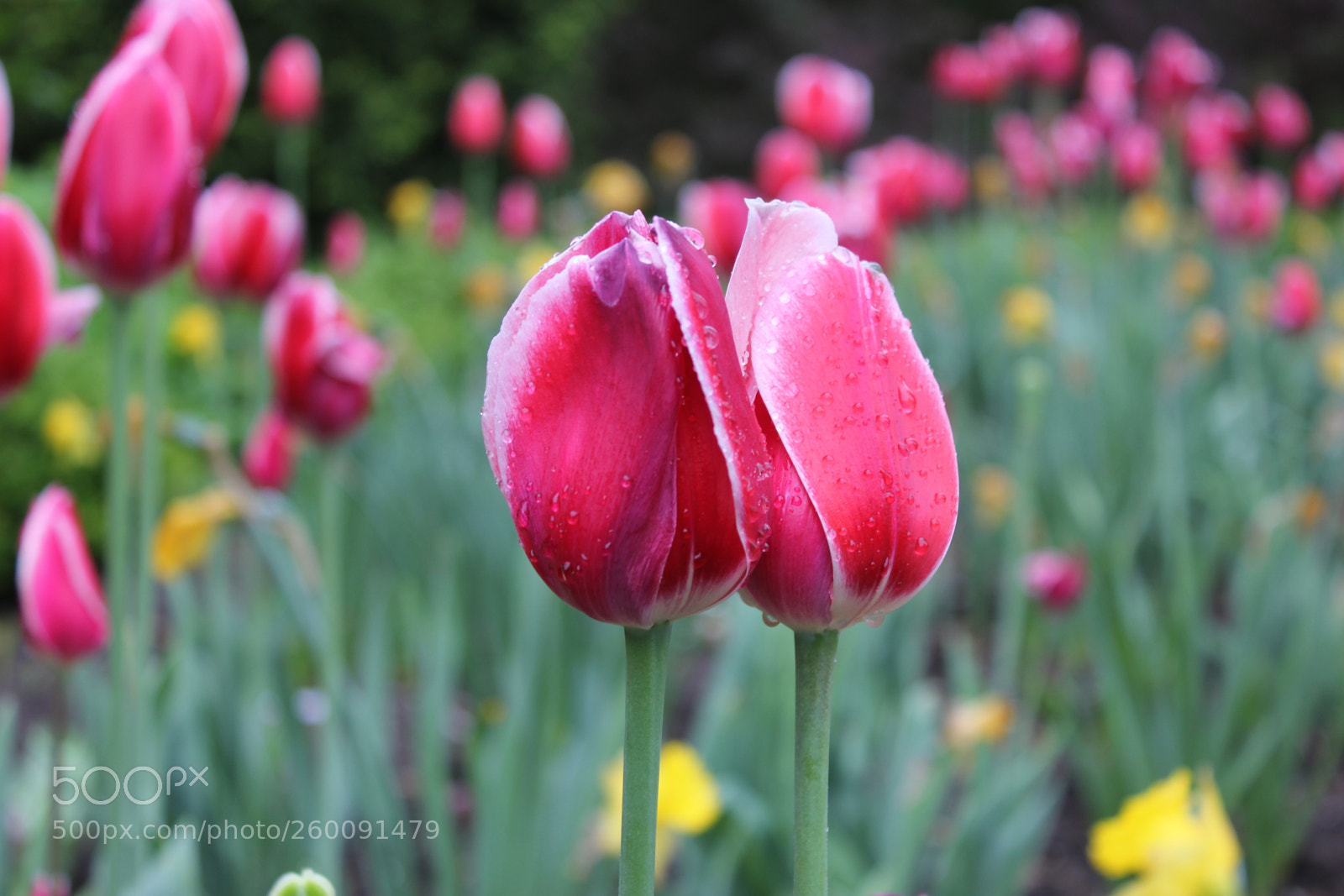 Canon EOS 550D (EOS Rebel T2i / EOS Kiss X4) sample photo. Tulips edward's gardens toronto photography