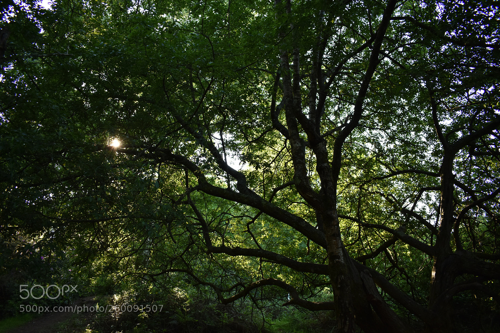 Nikon D3400 sample photo. Sun through the trees photography