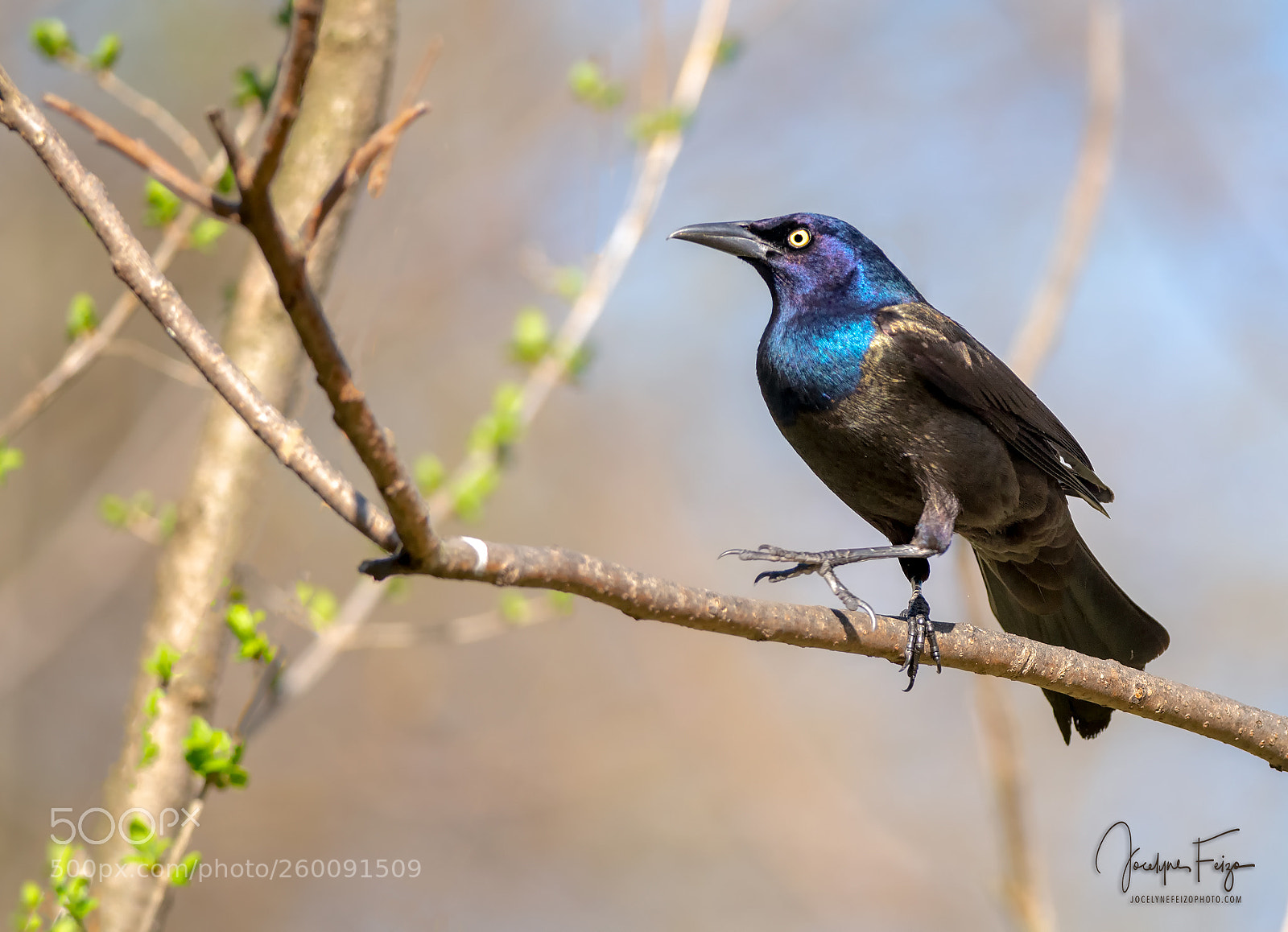 Nikon D750 sample photo. Common grackle photography