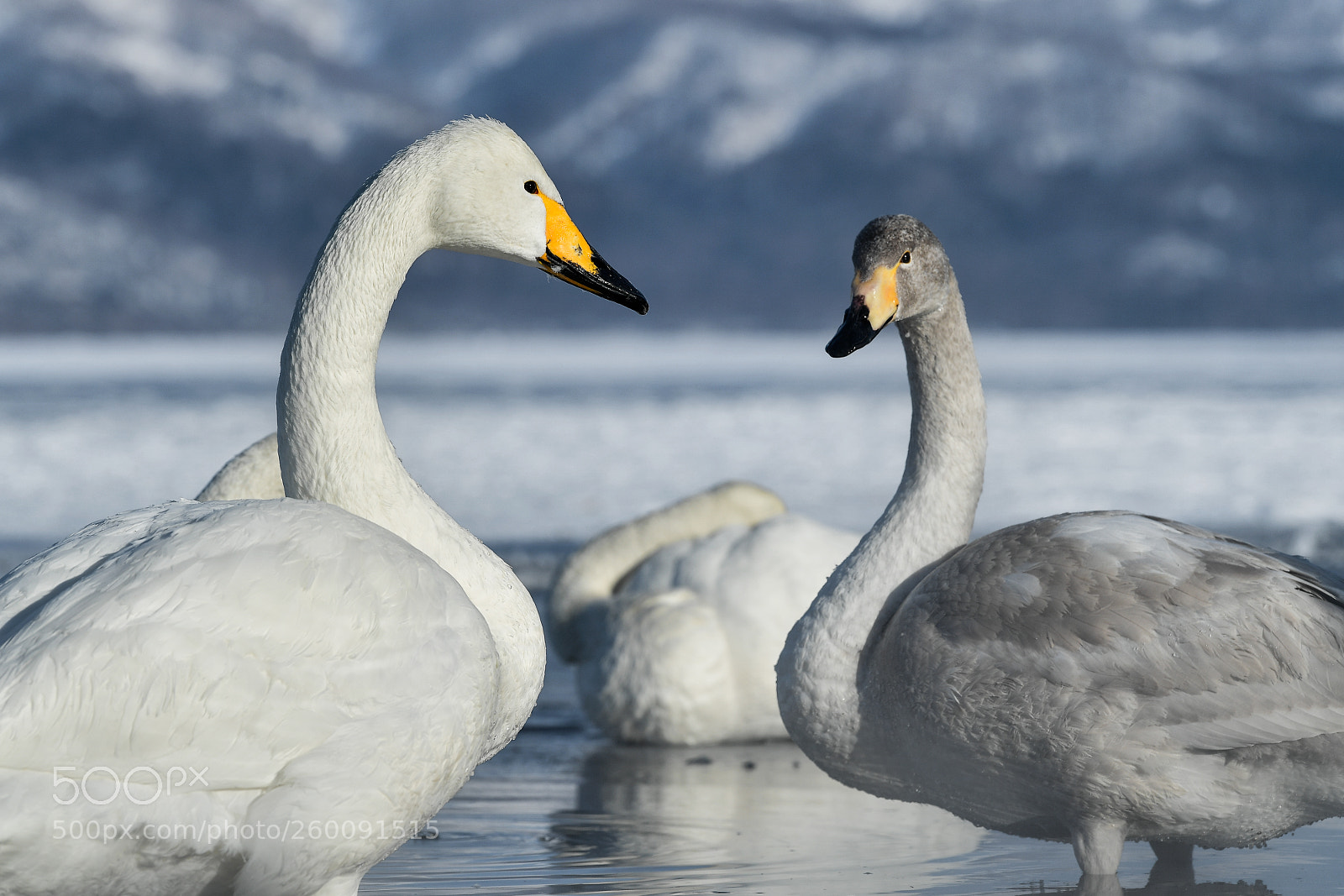 Nikon D5 sample photo. Cool swans photography