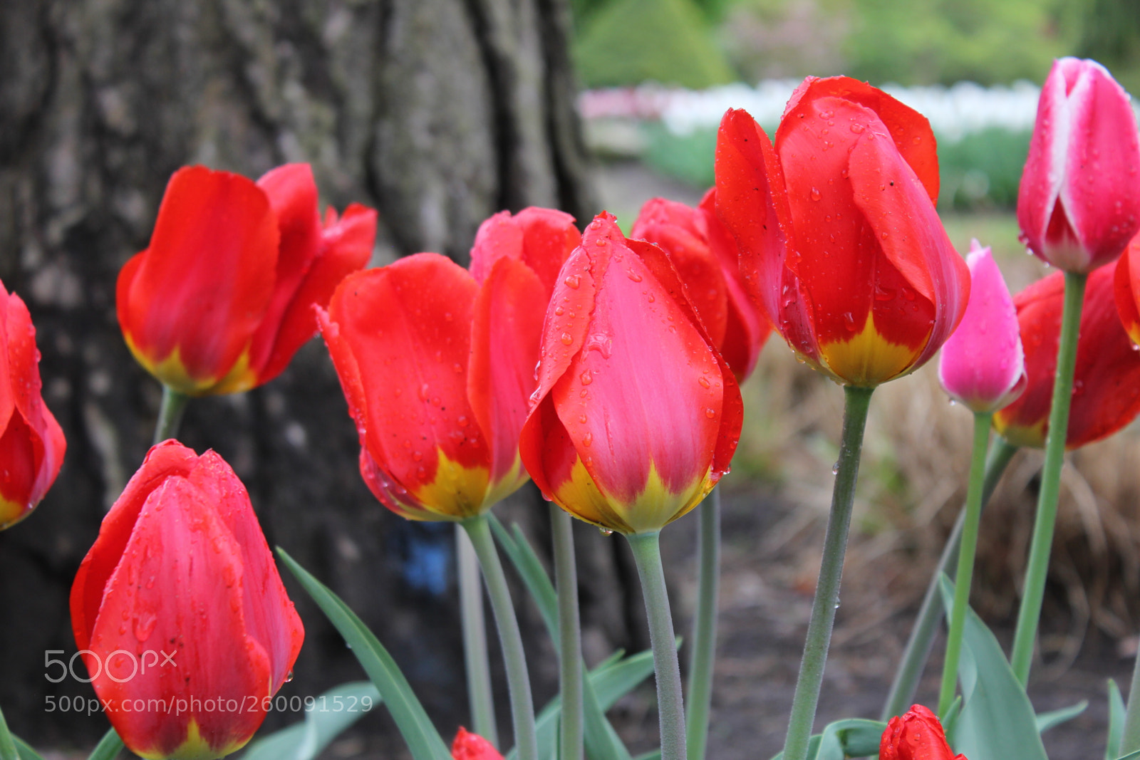 Canon EOS 550D (EOS Rebel T2i / EOS Kiss X4) sample photo. Tulips edward's gardens toronto photography