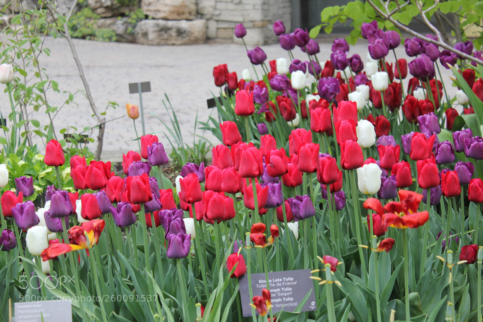 Canon EOS 550D (EOS Rebel T2i / EOS Kiss X4) sample photo. Tulips edward's gardens toronto photography
