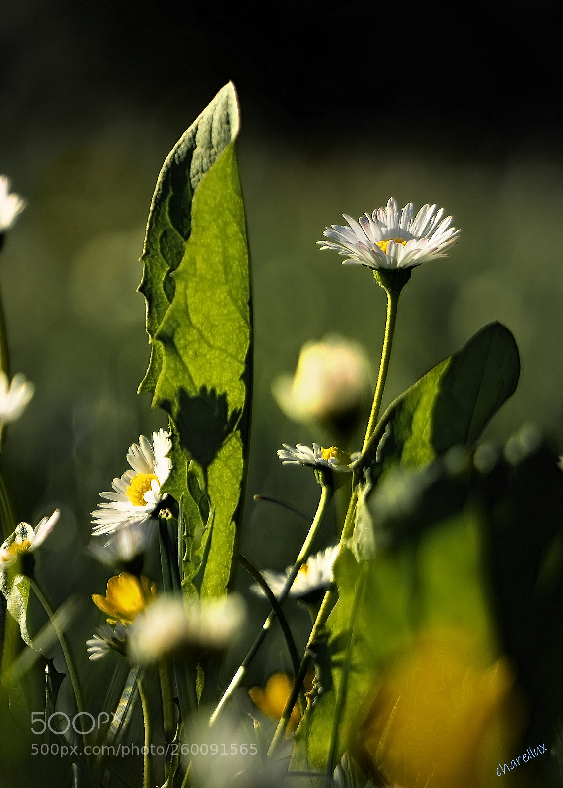 Sony a7R III sample photo. Margretchen 1 photography
