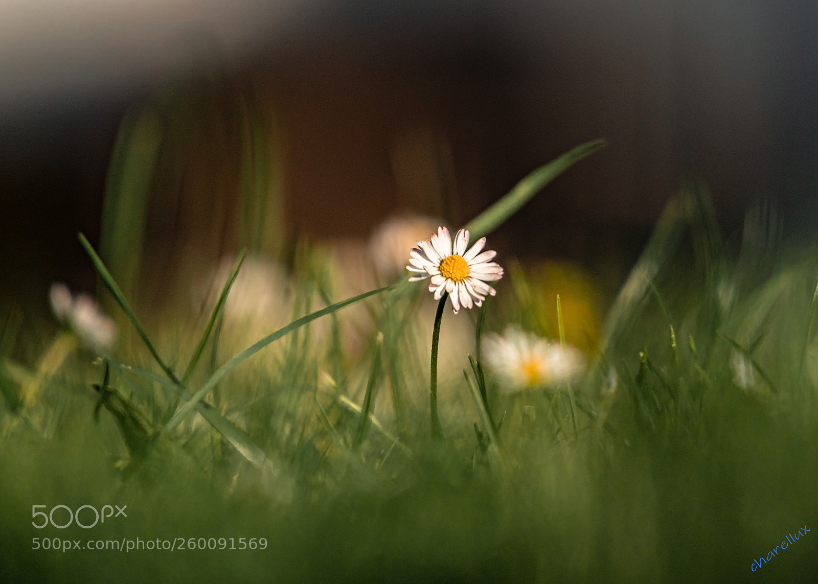 Sony a7R III sample photo. Margretchen 3 photography