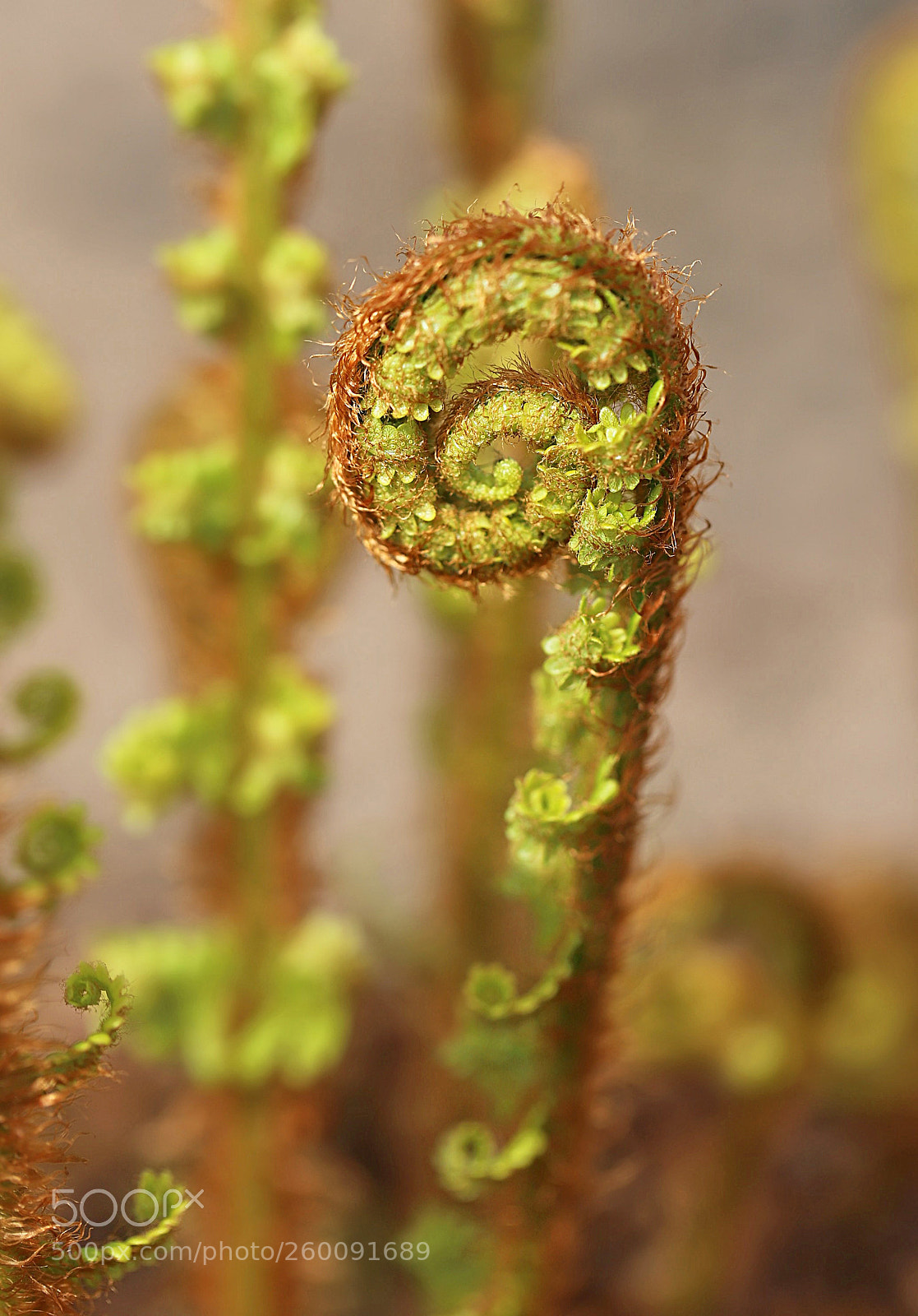 Canon EOS 6D Mark II sample photo. Curly photography