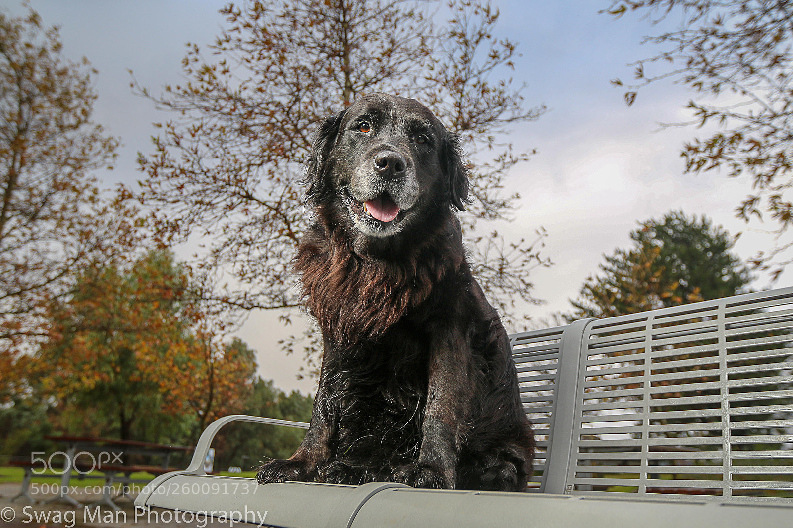 Canon EOS 7D Mark II sample photo. Fonzy happy on the photography