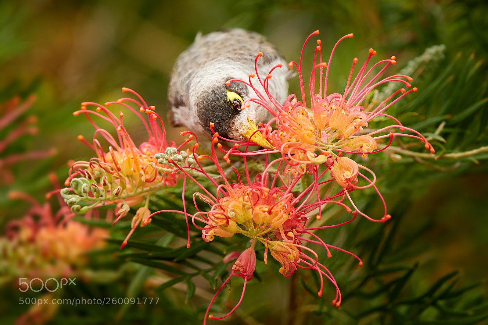 Nikon D500 sample photo. Noisy miner (manorina melanocephala) photography