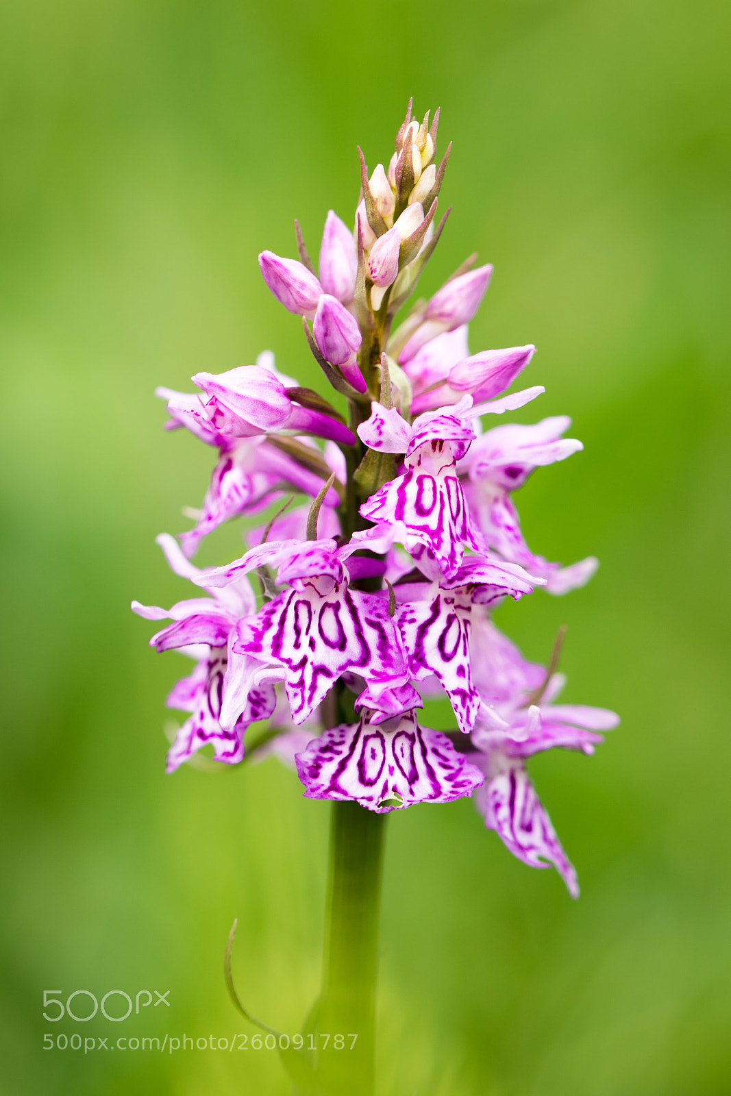 Canon EOS 80D sample photo. Spotted orchid photography