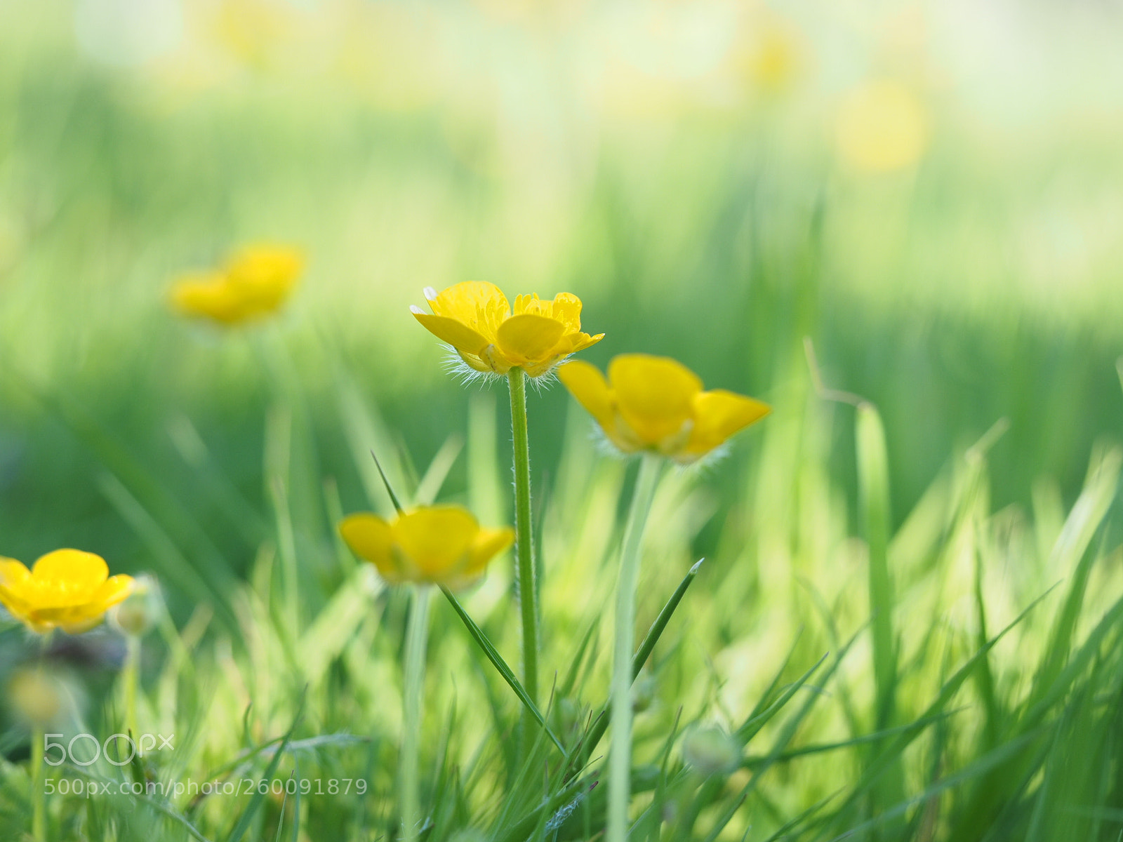 Olympus OM-D E-M1 sample photo. Buttercups photography