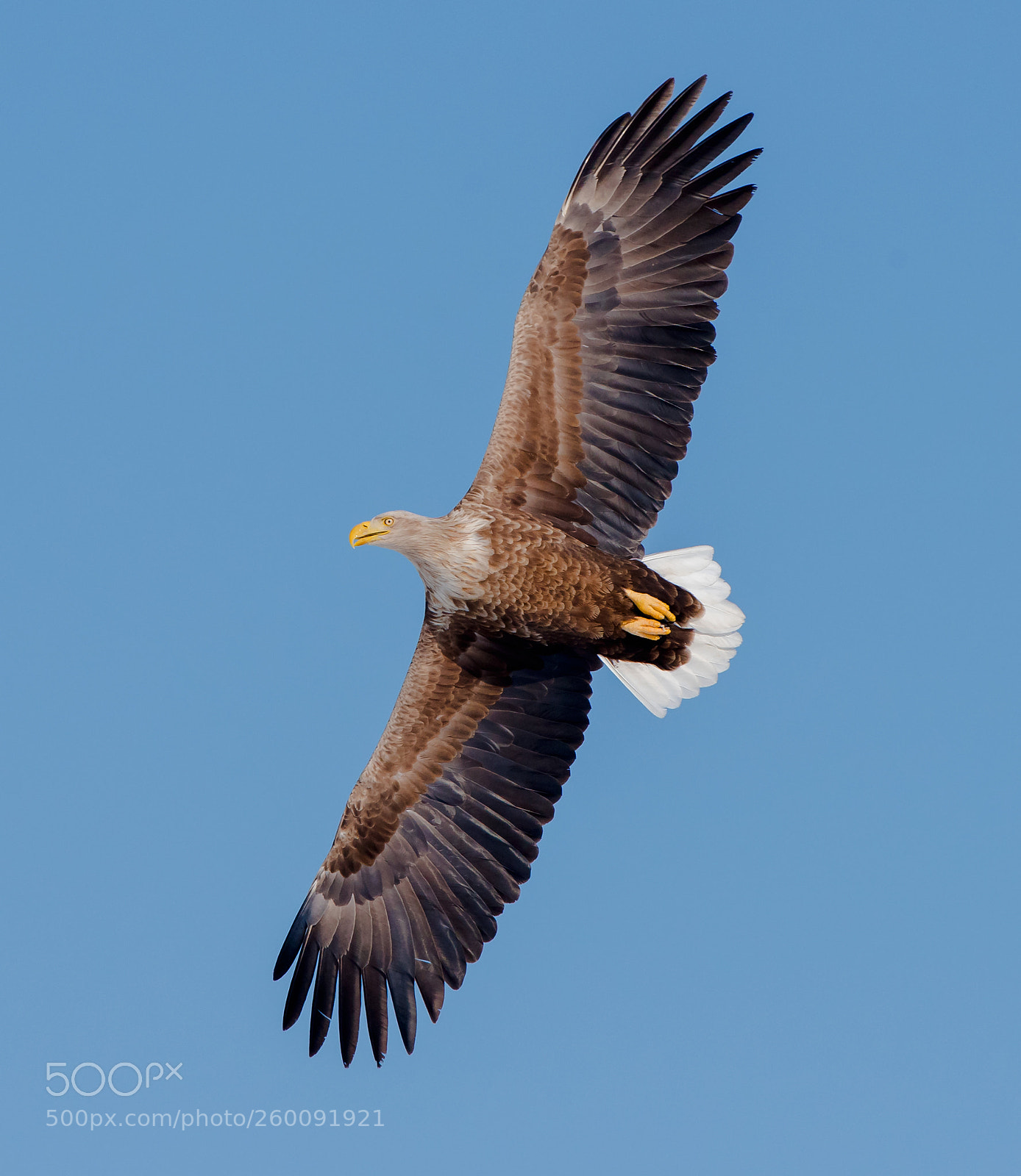 Nikon D810 sample photo. Flying photography