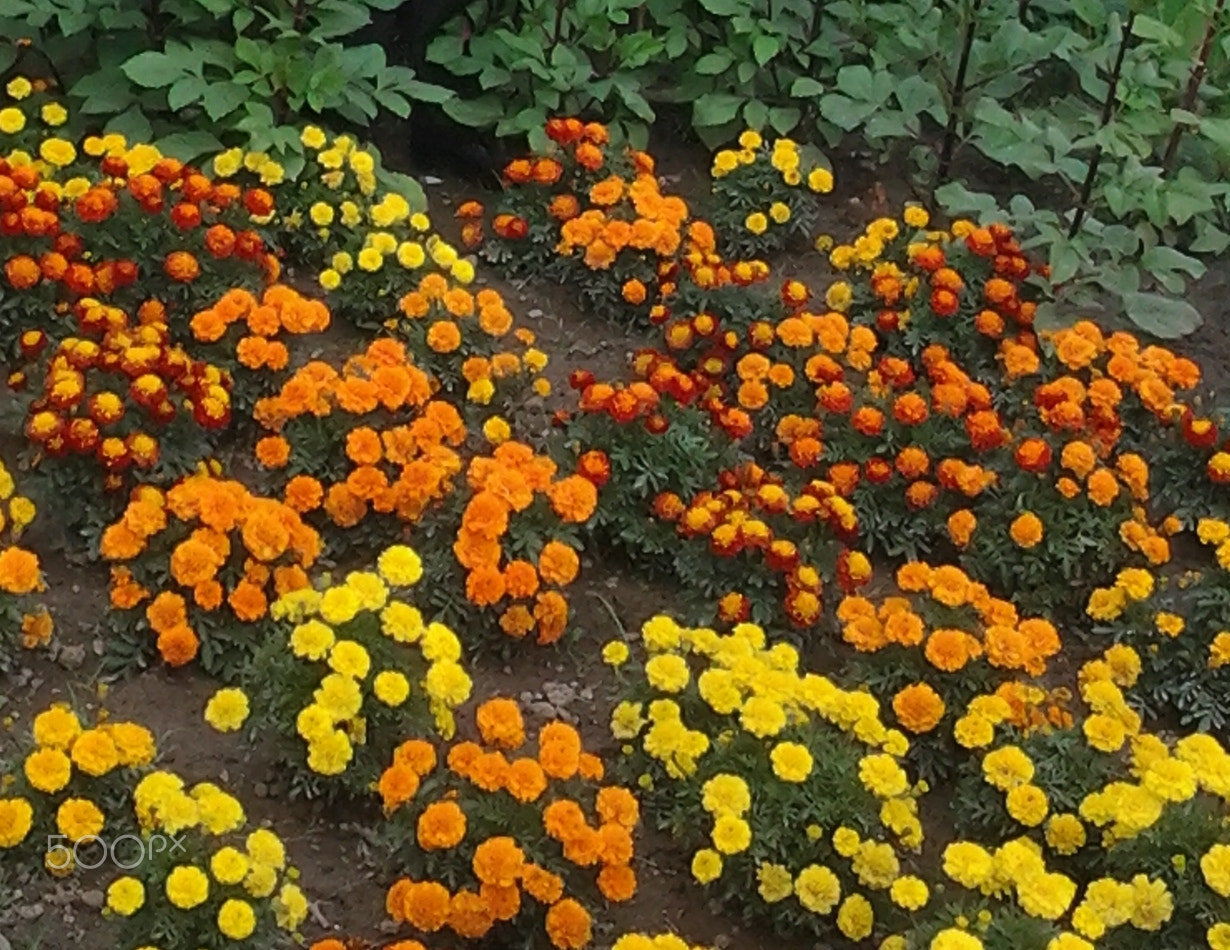 Samsung Galaxy Trend Duos sample photo. Marigold in the garden photography