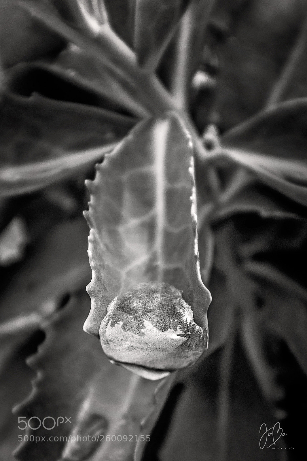 Canon EOS 80D sample photo. Waterdrop photography