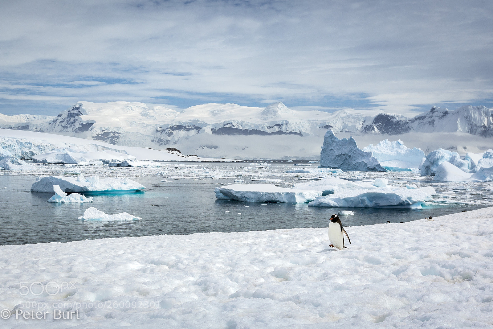 Canon EOS 5D Mark IV sample photo. Penguin habitat photography