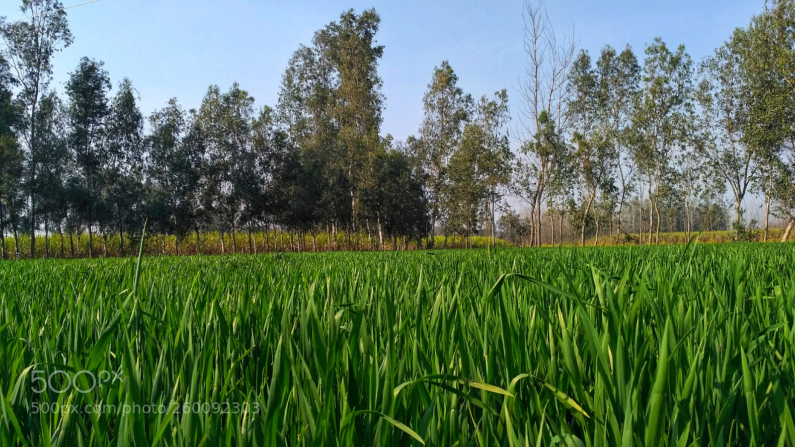 Xiaomi Redmi 3S sample photo. Farm fields photography