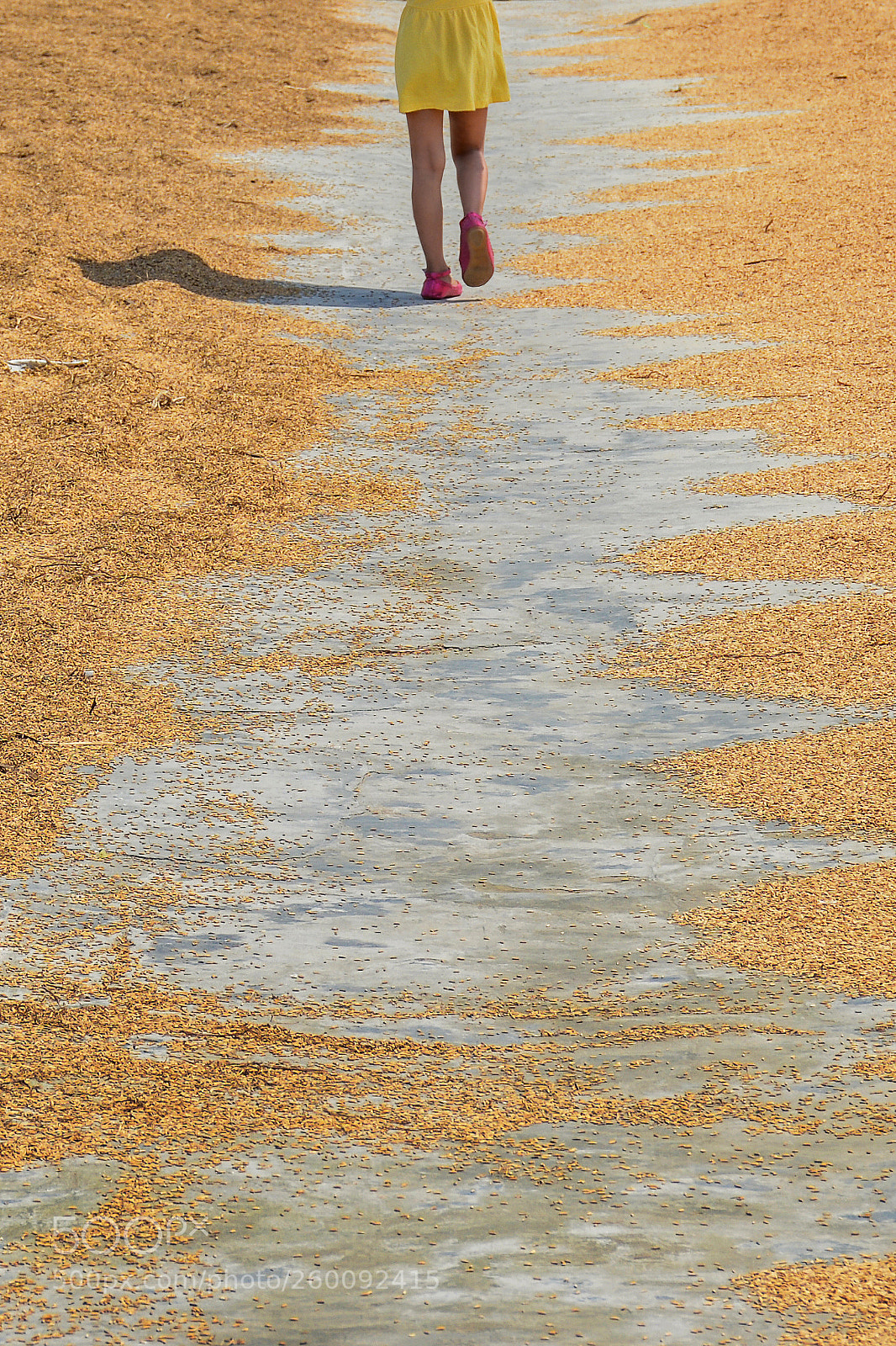 Nikon D7100 sample photo. Walking on the golden photography