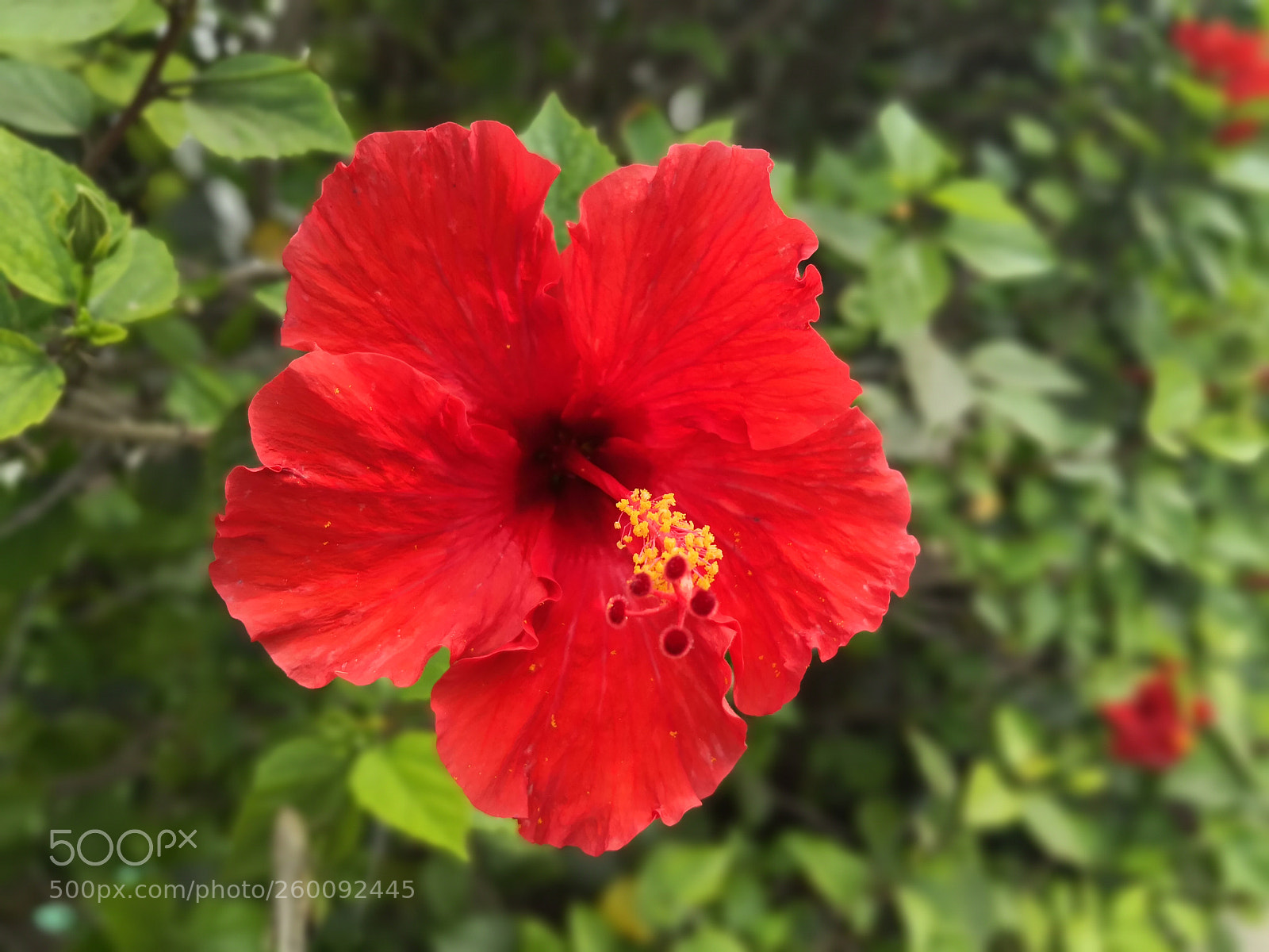 HUAWEI Mate 10 Pro sample photo. Untitled photography