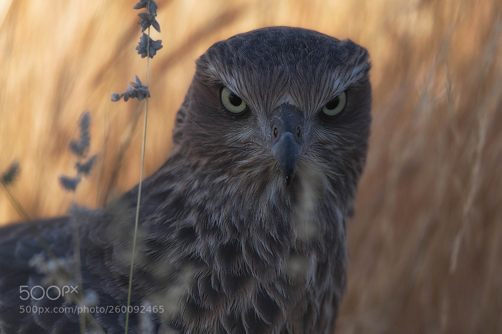 Nikon D850 sample photo. Thousand yard stare photography