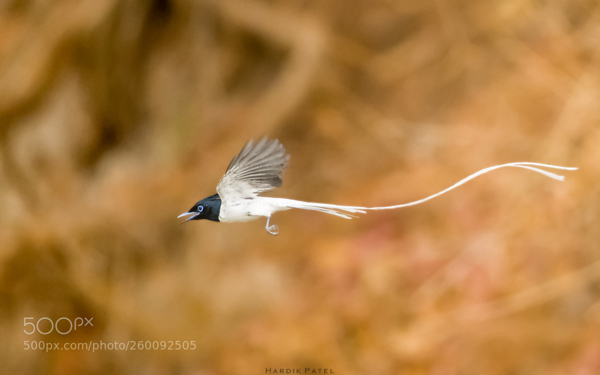 Nikon D5 sample photo. Asian paradise fly catcher photography