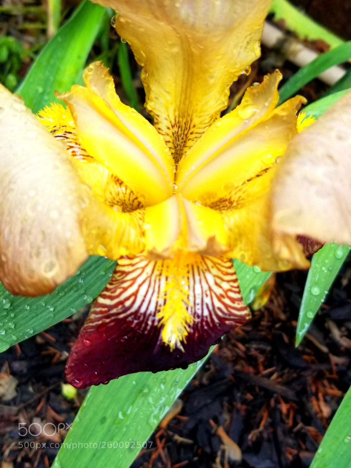 Samsung Galaxy S8 sample photo. Yellow iris photography