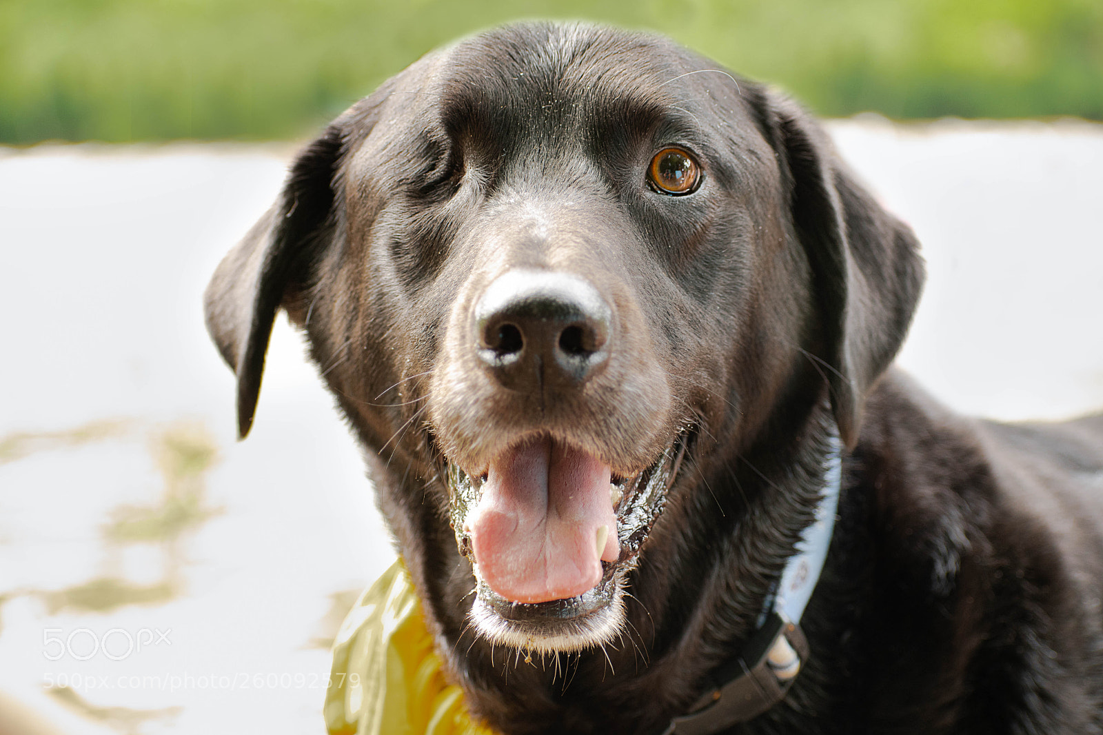 Nikon D7500 sample photo. Retriever photography