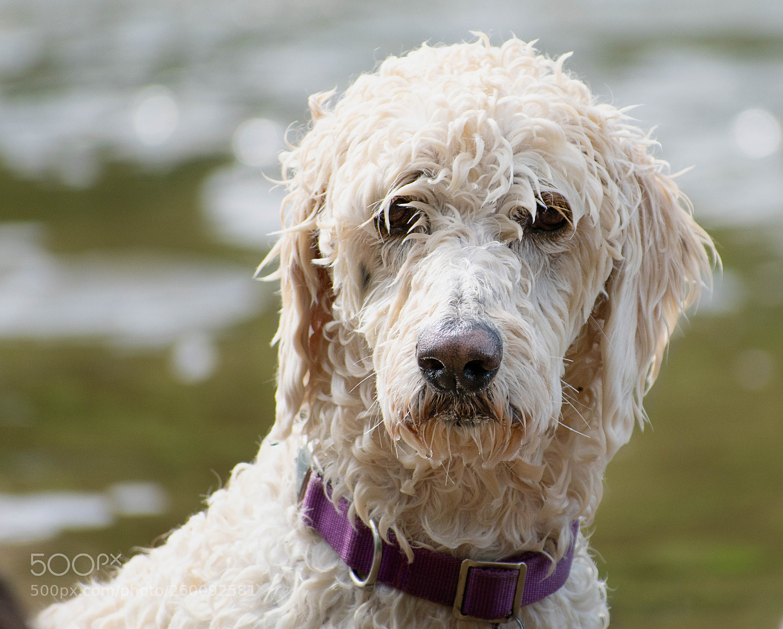 Nikon D7500 sample photo. Goldendoodle photography