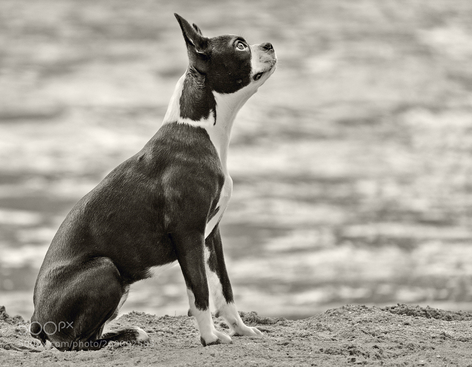 Nikon D7500 sample photo. Boston terrier photography