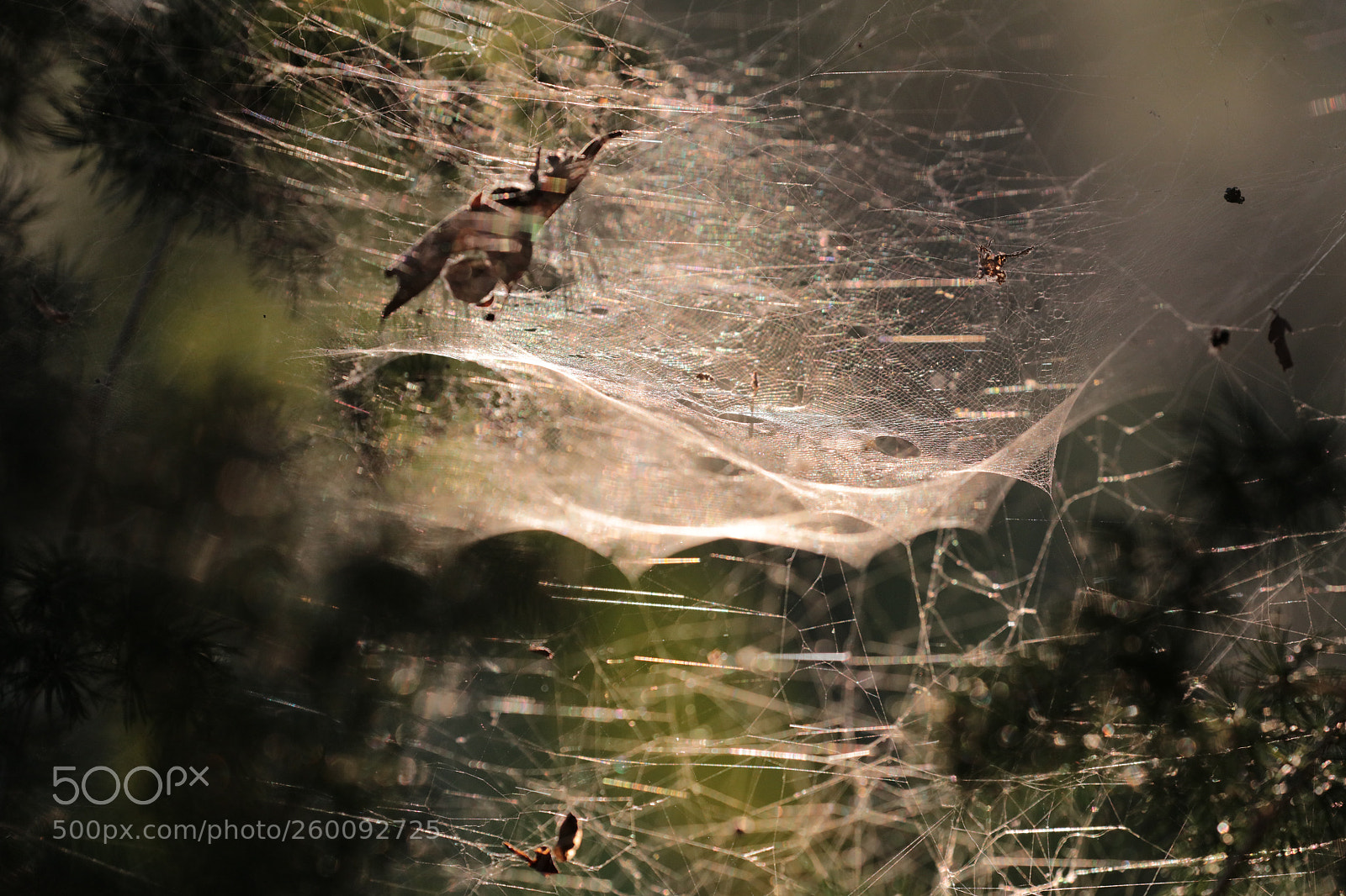 Canon EOS 5DS R sample photo. Catching the light in photography