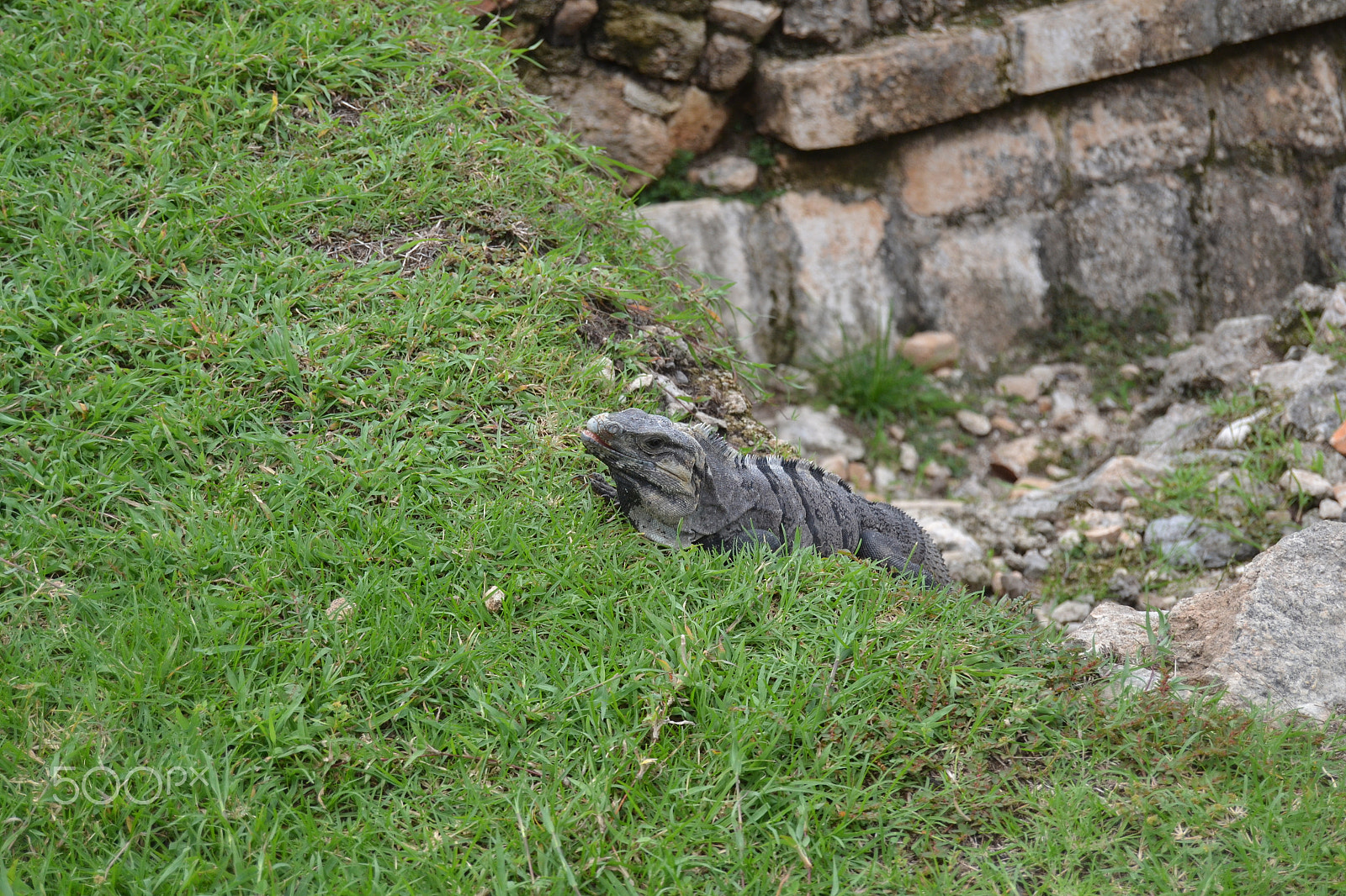 Nikon D3100 sample photo. Iguana in chitzen itza photography