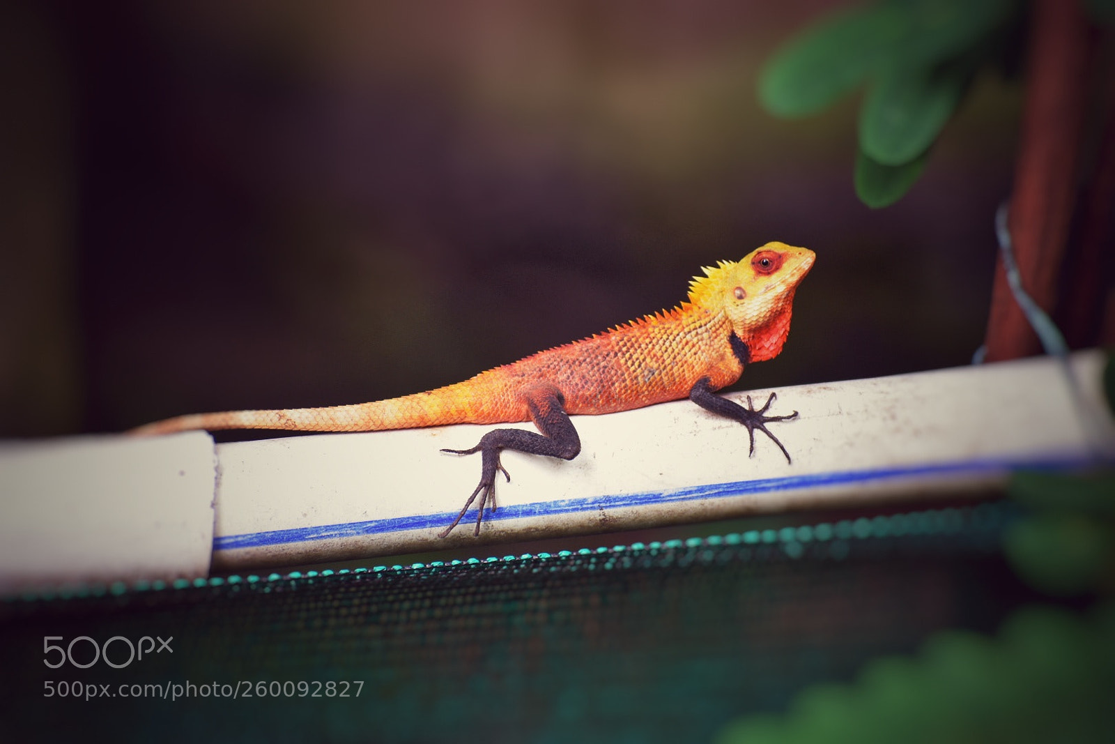 Nikon D3400 sample photo. Chameleon photography