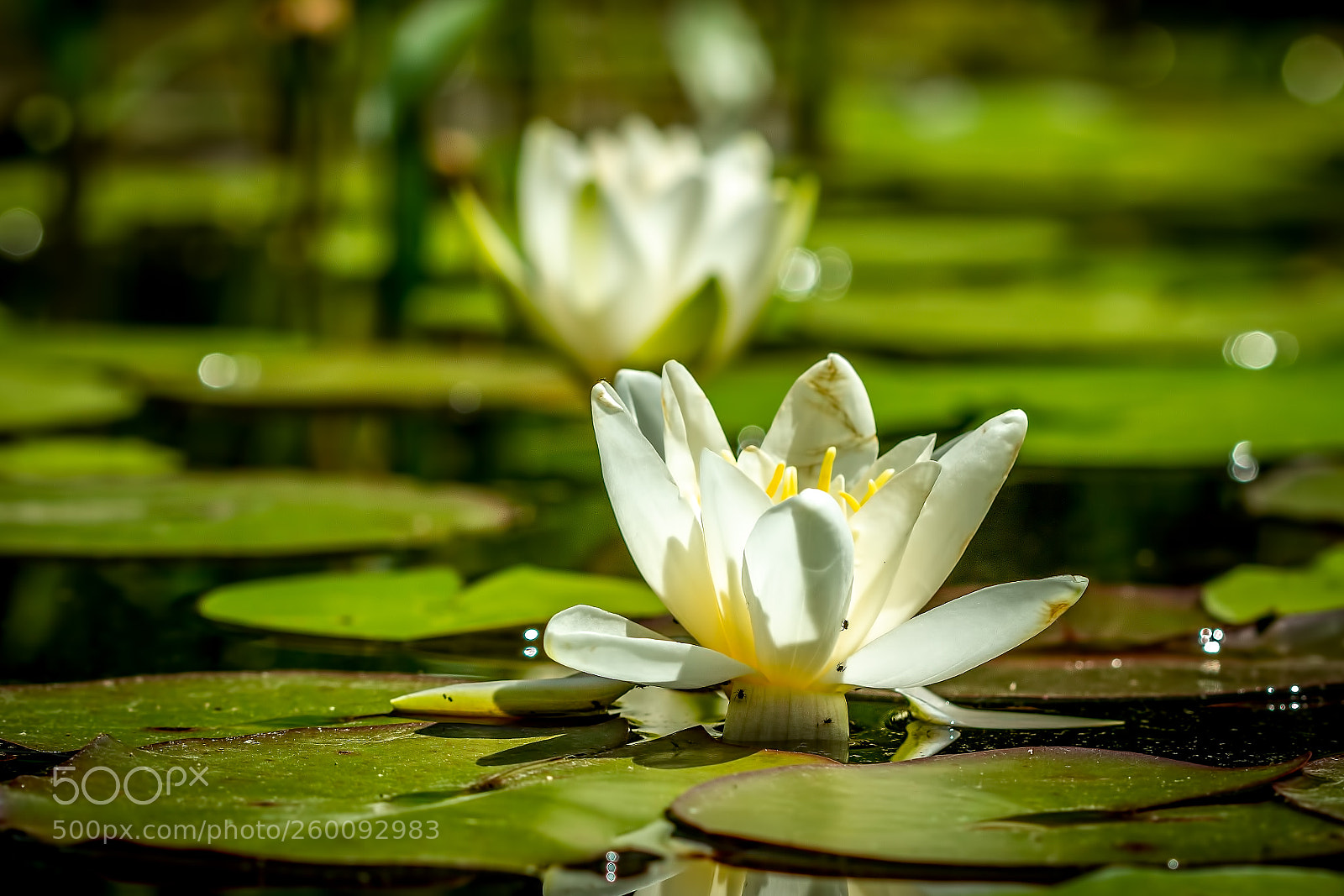 Canon EOS 7D sample photo. Dance of the lotuses photography