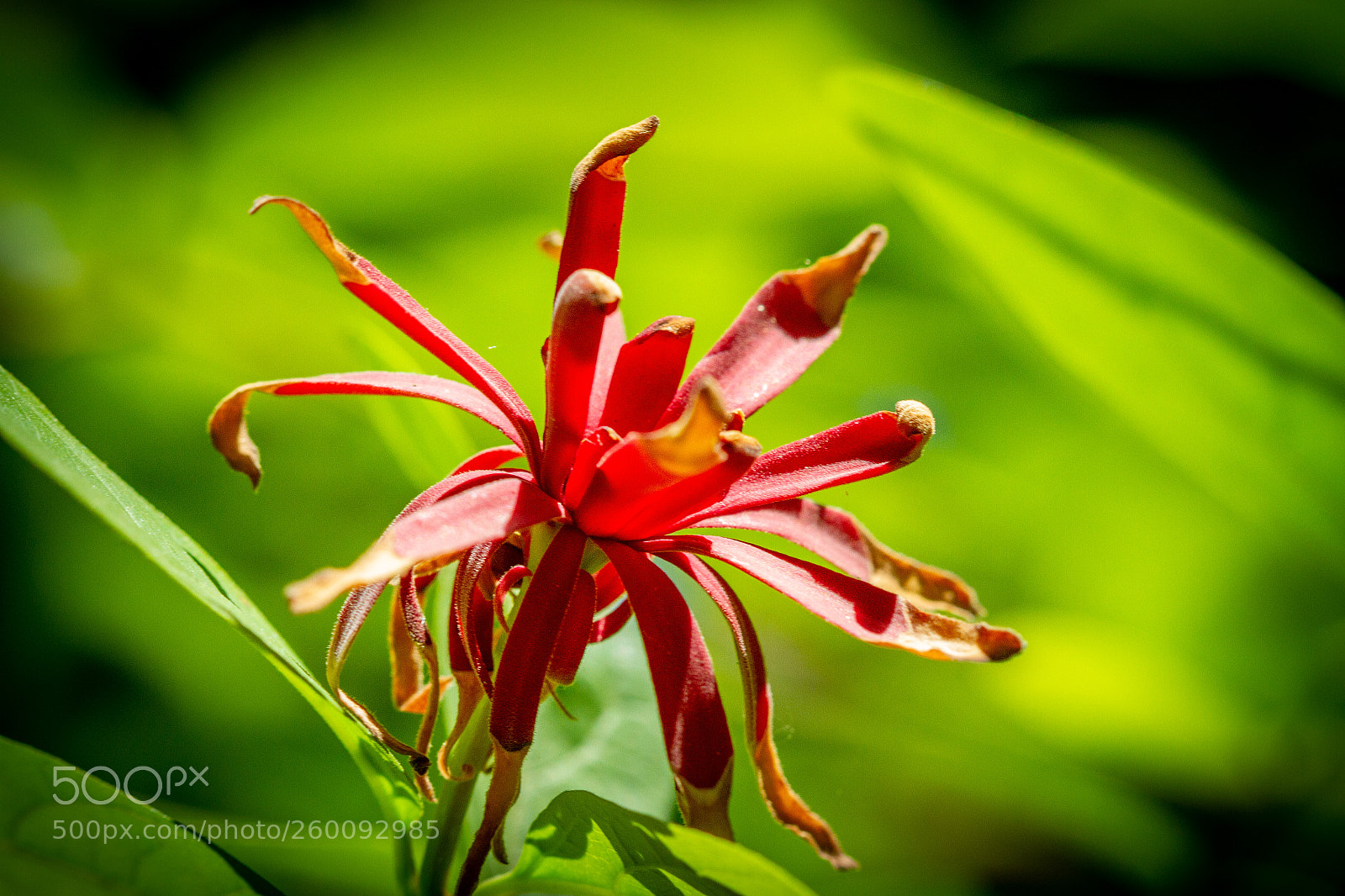 Canon EOS 7D sample photo. Firebeans photography