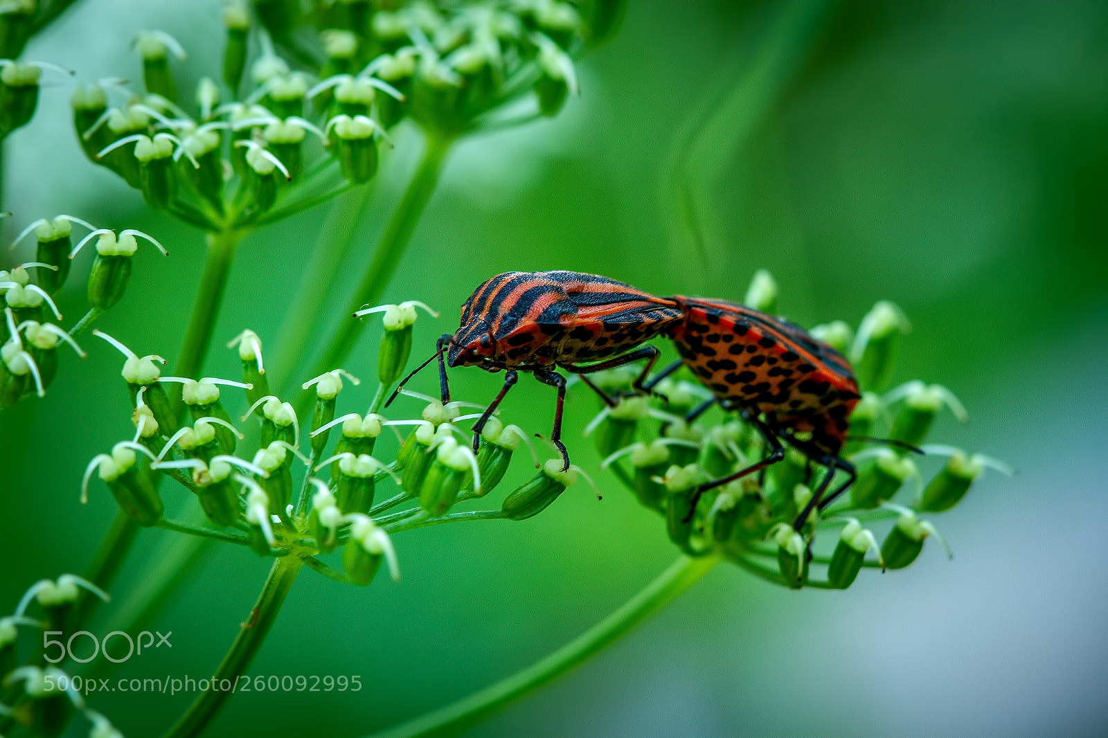 Canon EOS 7D sample photo. Red black and green photography
