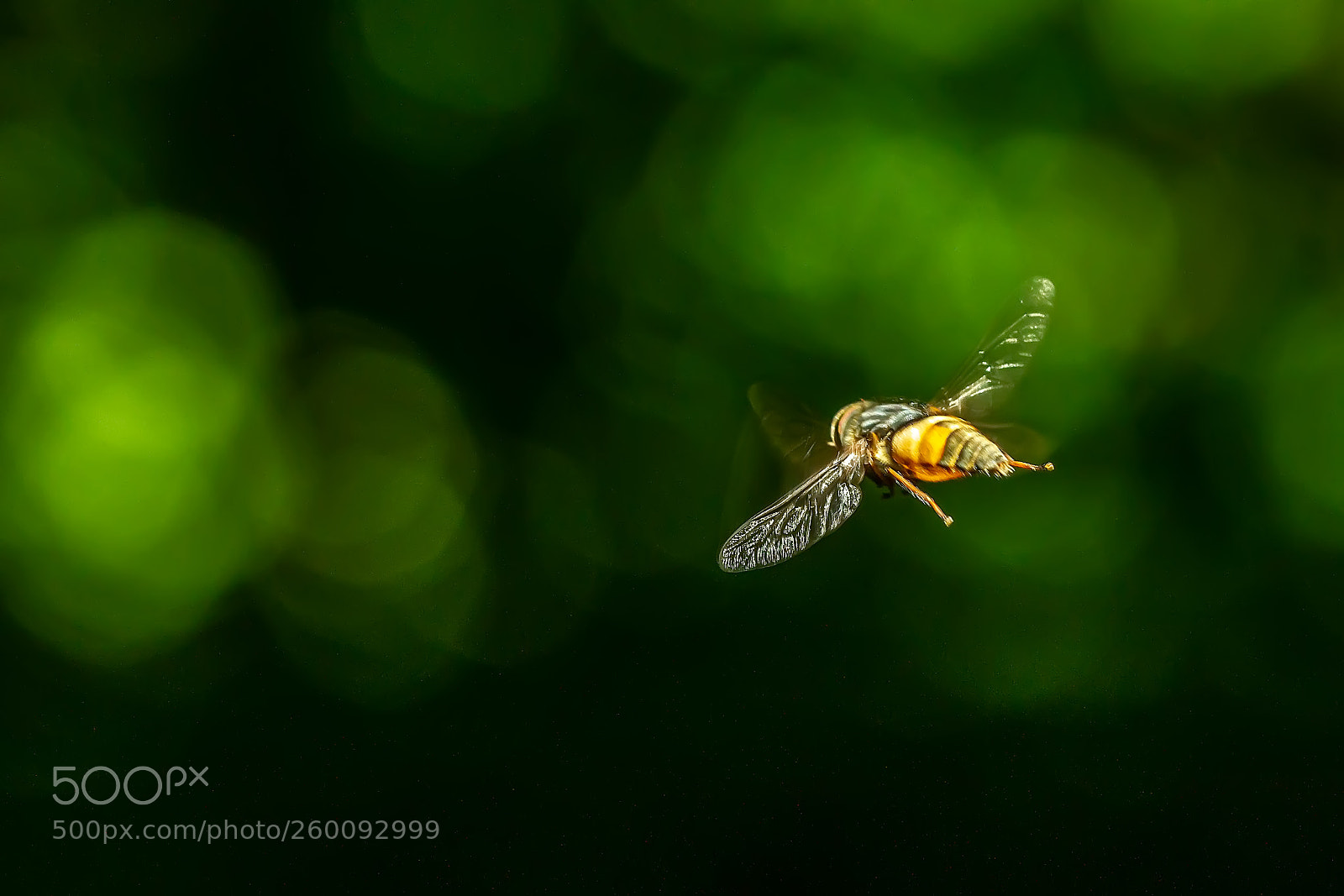 Canon EOS 7D sample photo. Hovering photography