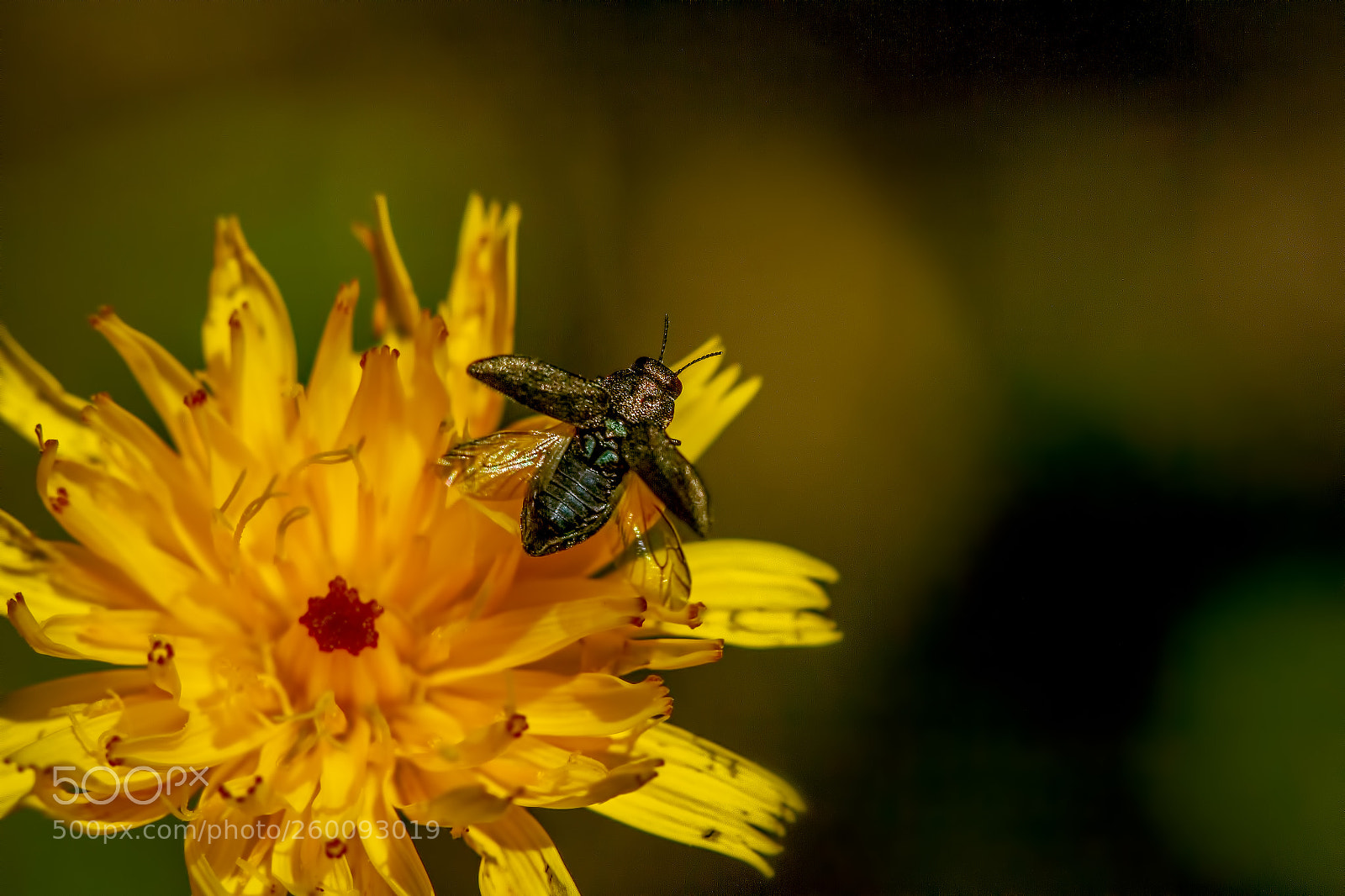 Canon EOS 7D sample photo. Taking off photography