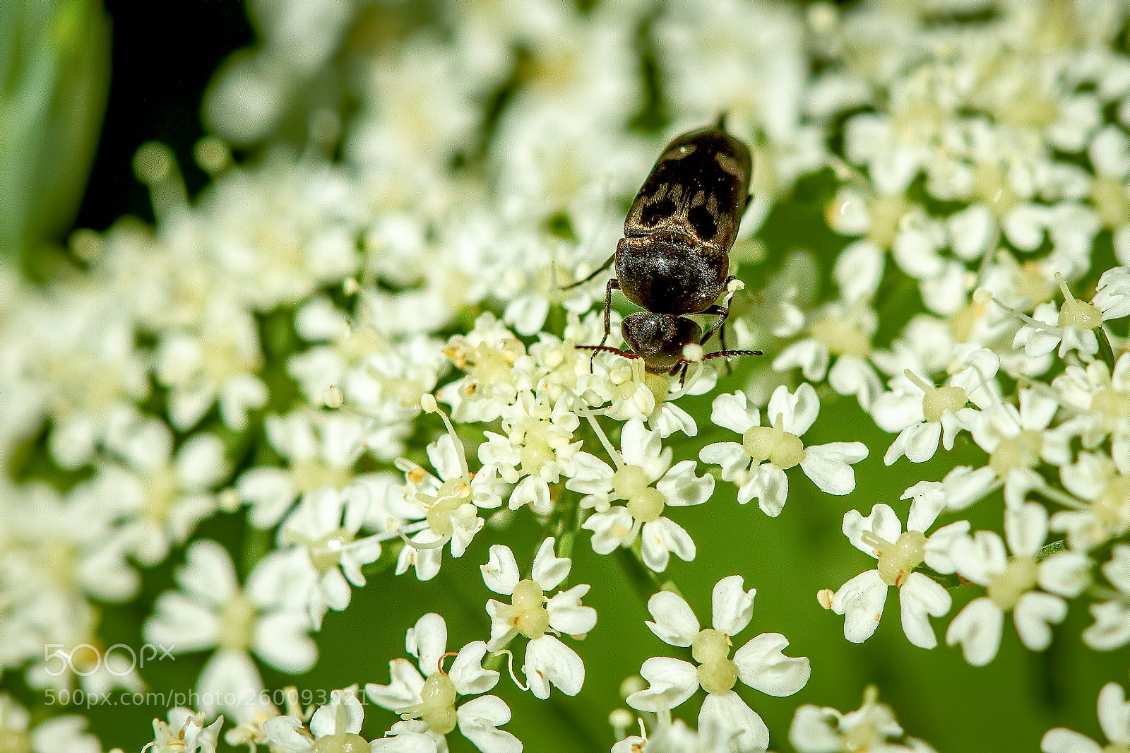 Canon EOS 7D sample photo. Too many flowers photography