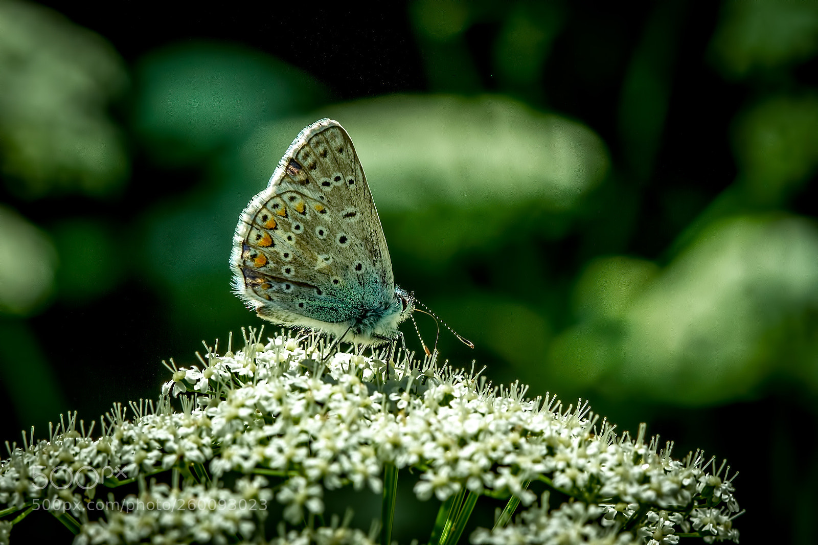 Canon EOS 7D sample photo. Trough the light photography